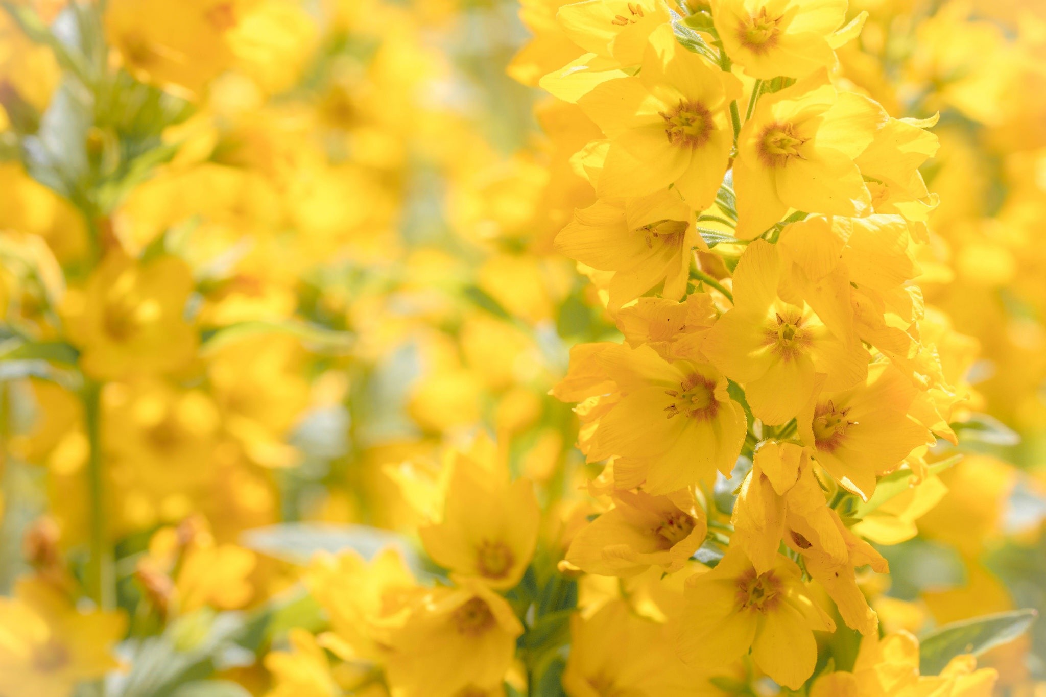 Close-up of bright yellow flowers in bloom HD Wallpaper