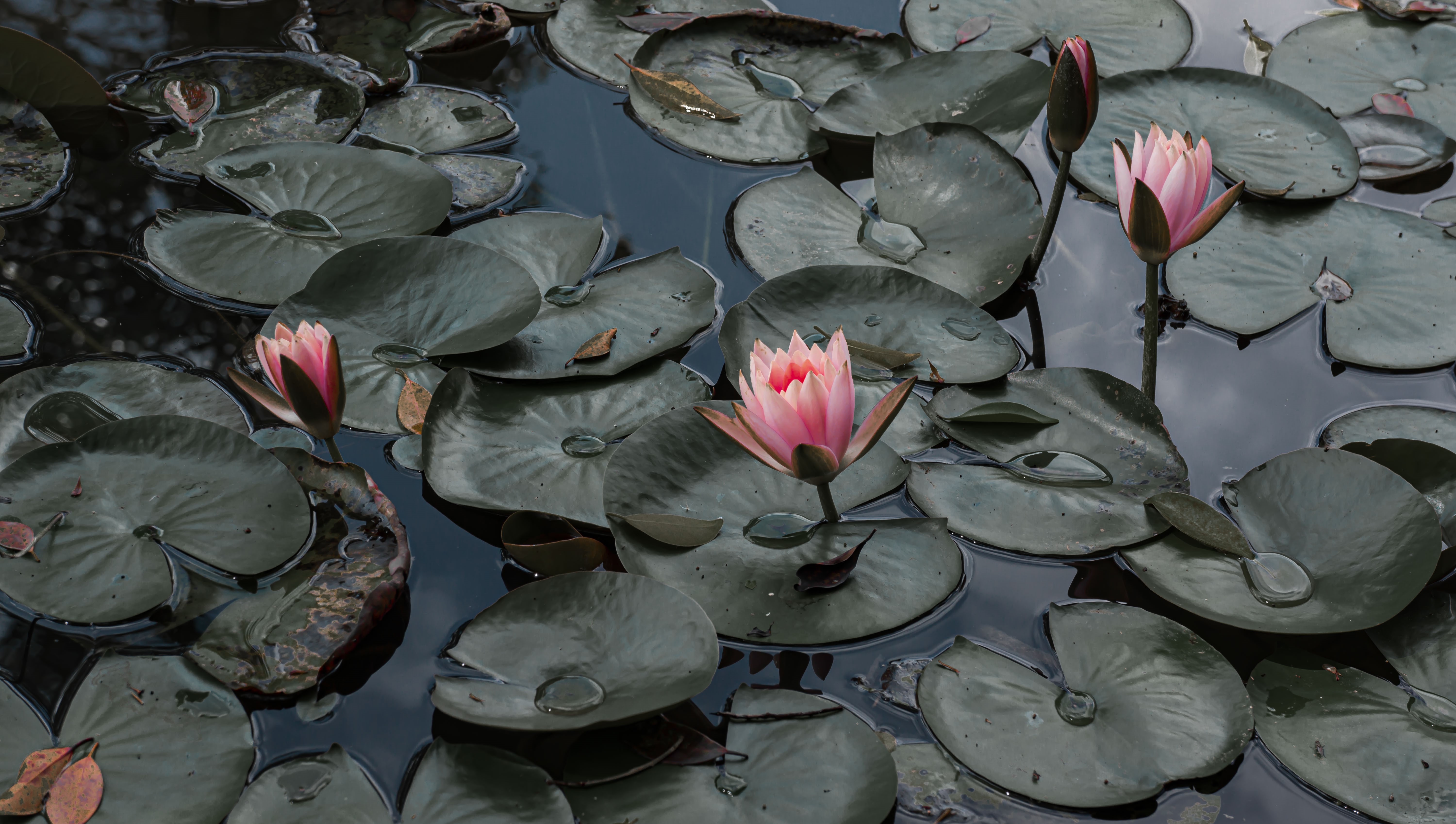 4K Water Lilies and Lily Pads in Dark Water HD Wallpaper
