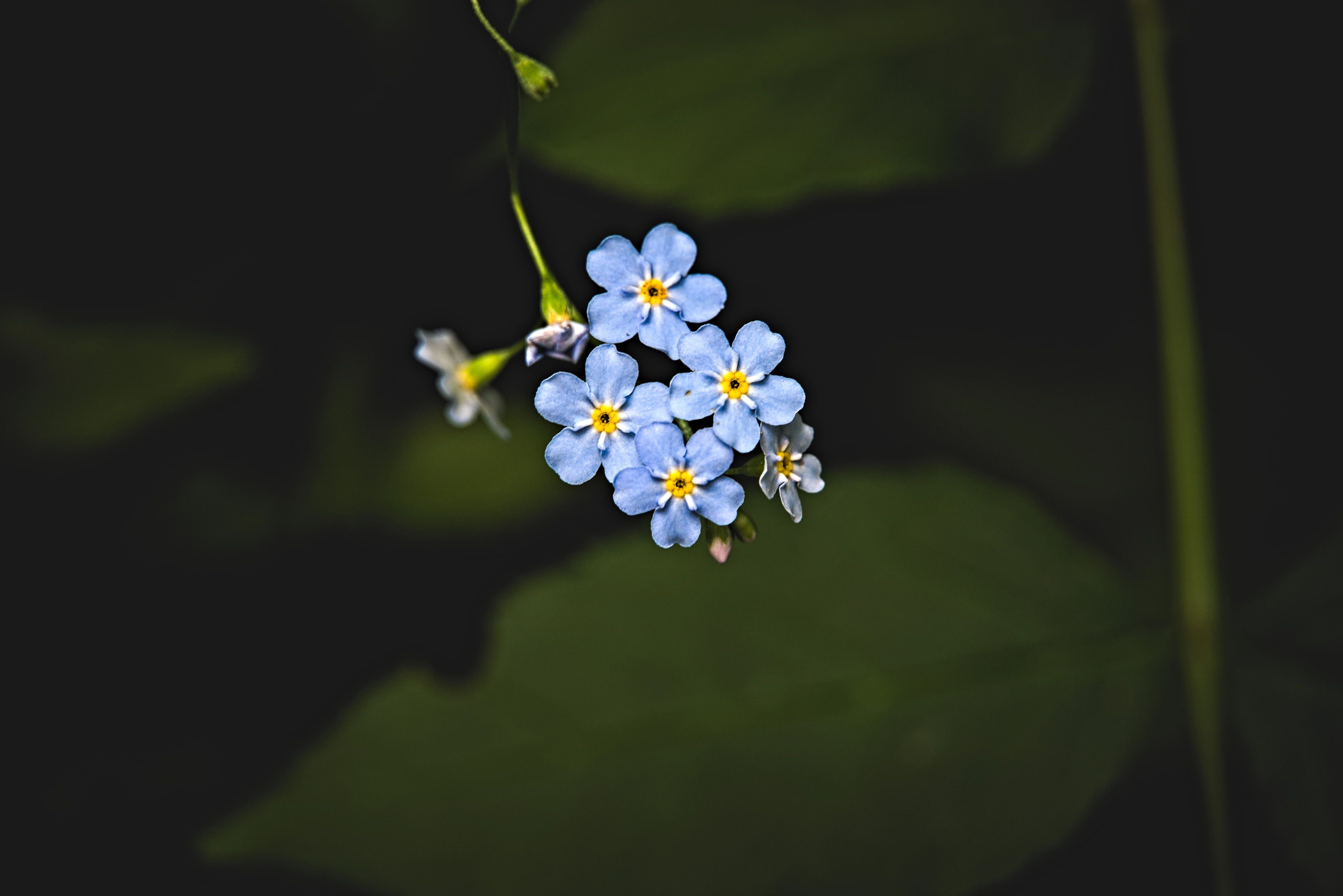 Forget-me-not flowers in macro photography HD Wallpaper