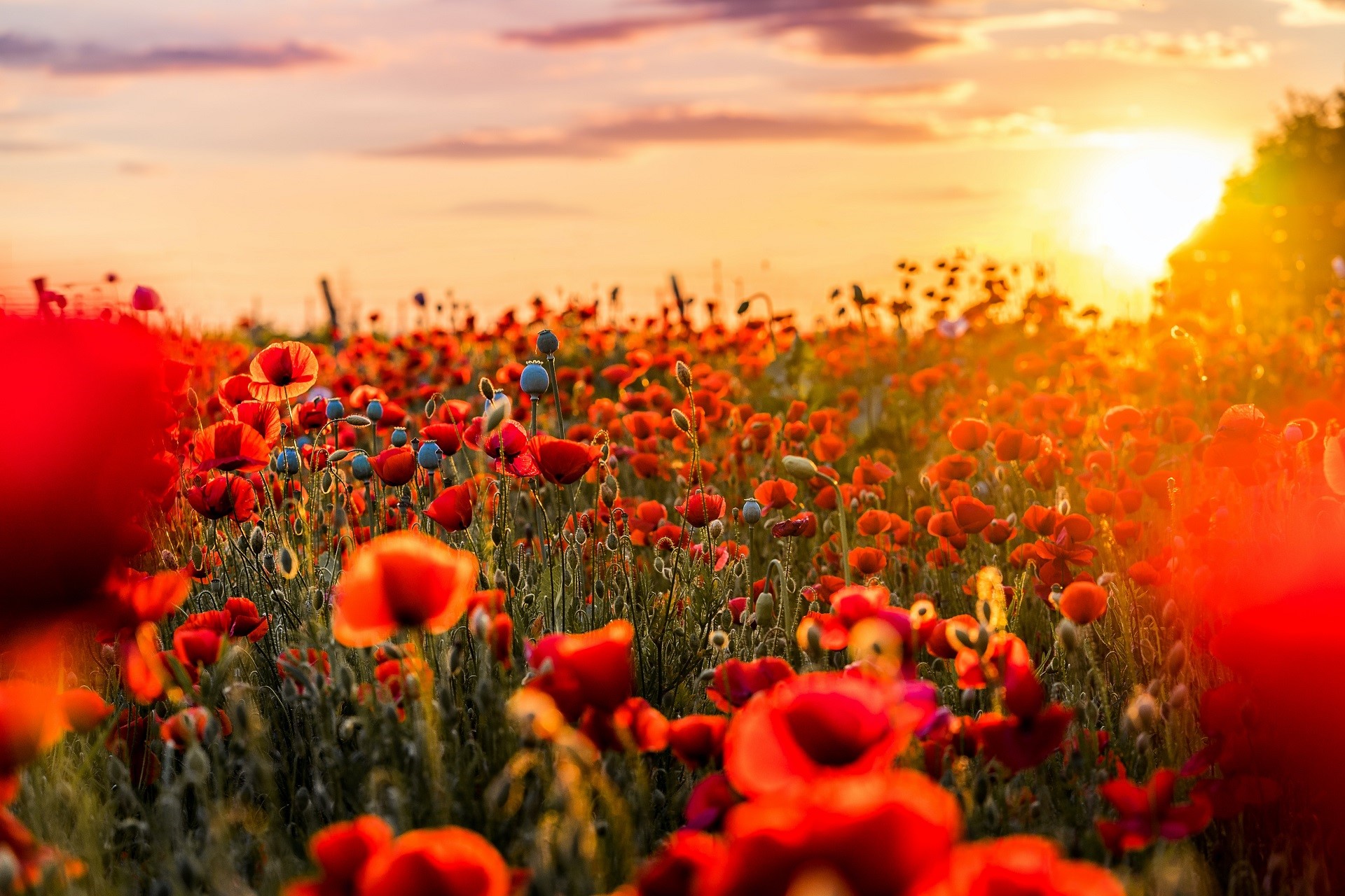 Field of poppies at sunset HD Wallpaper