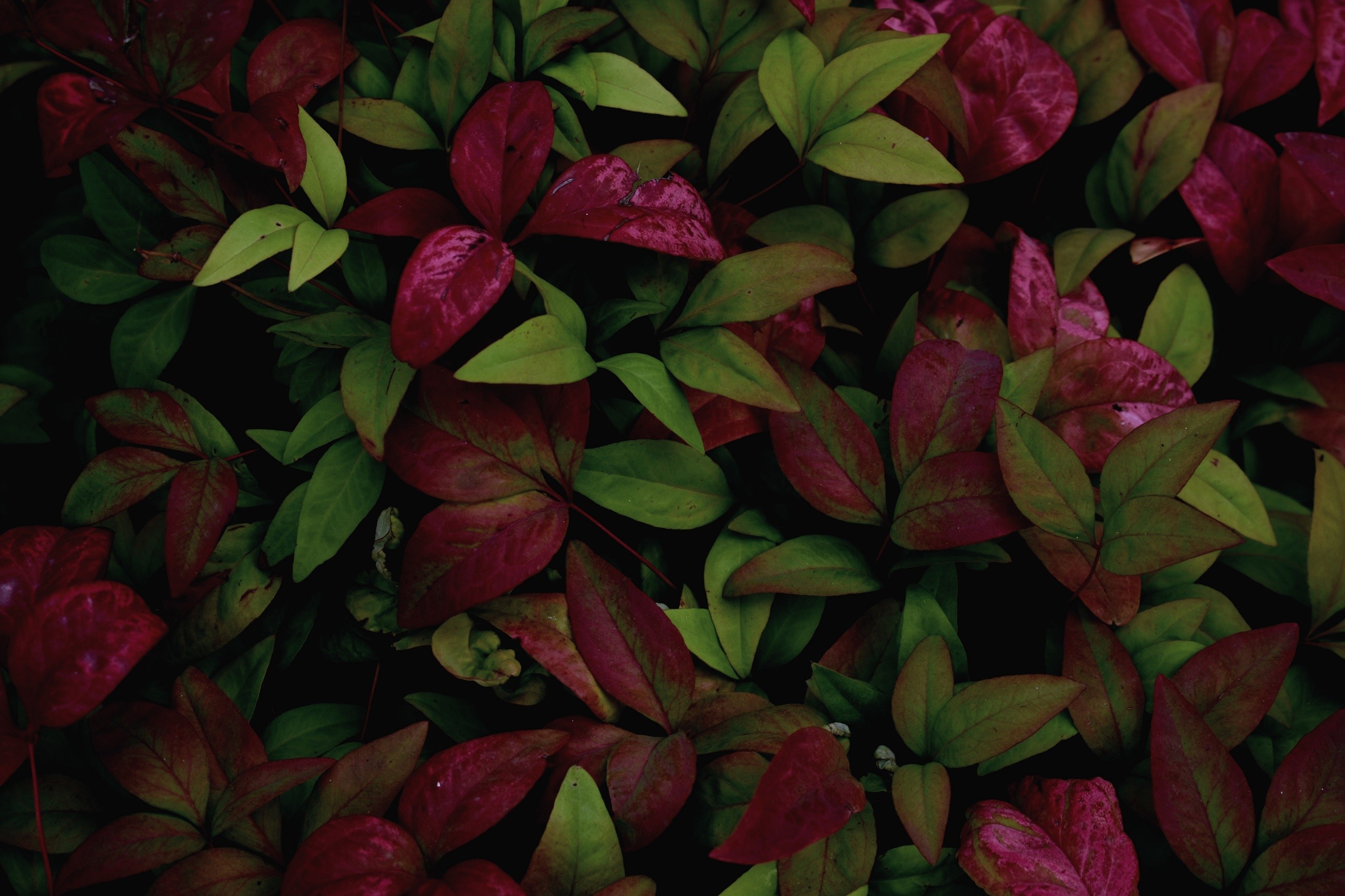 Close-up of red and green leaves HD Wallpaper