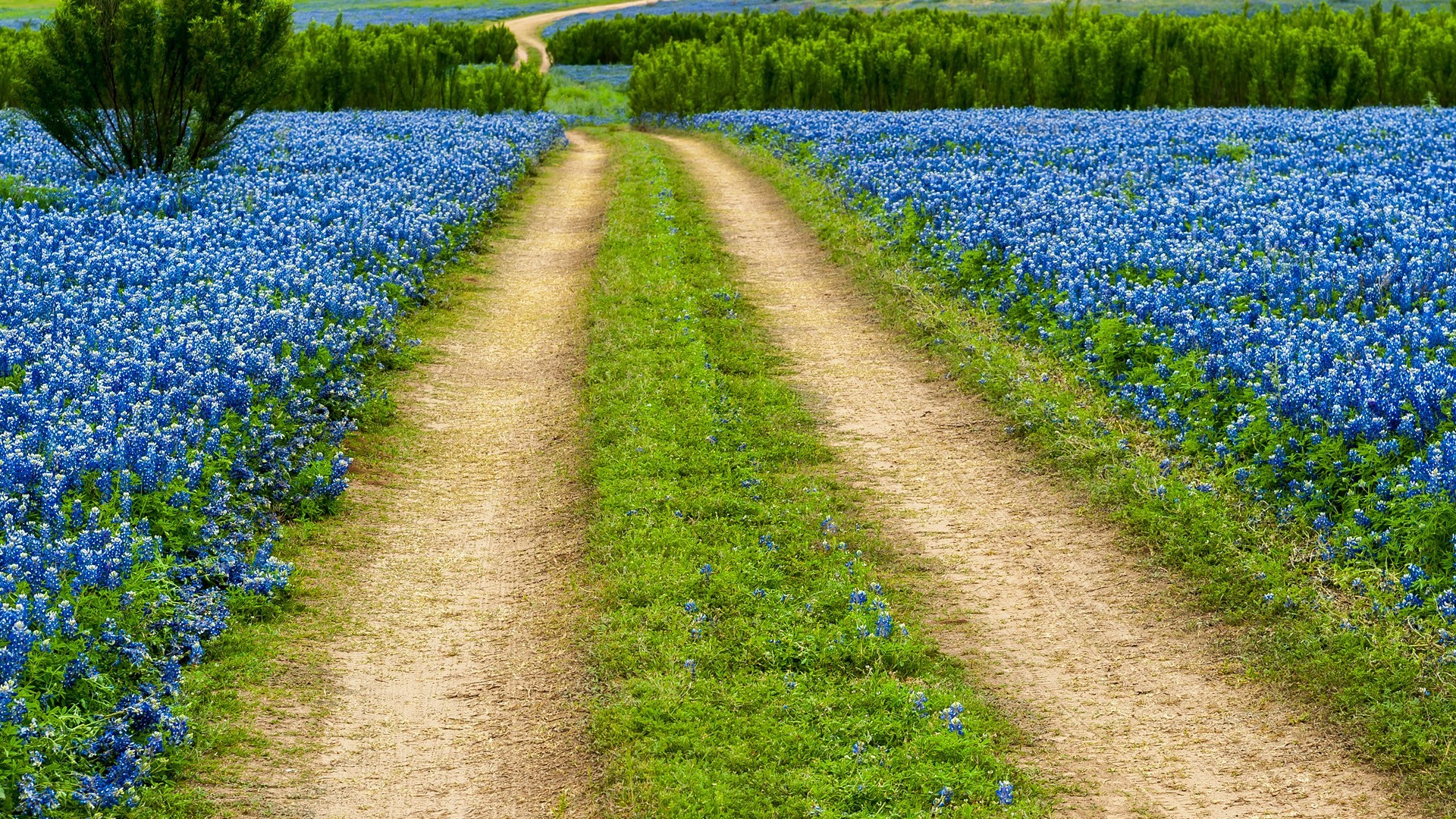 Dirt road through a field of Texas Bluebonnet wildflowers HD Wallpaper