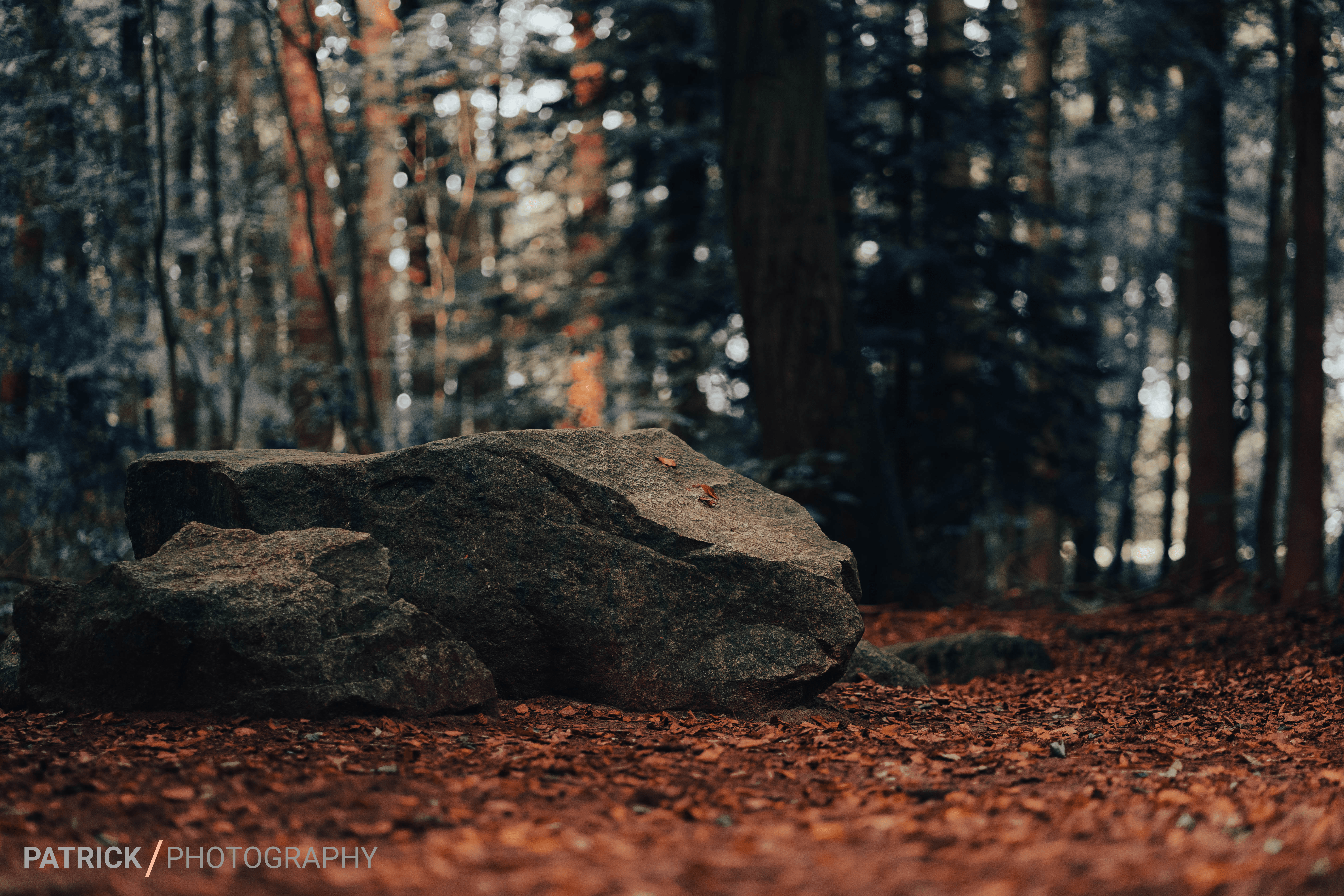 4K Forest with Rocks and Fallen Leaves HD Wallpaper