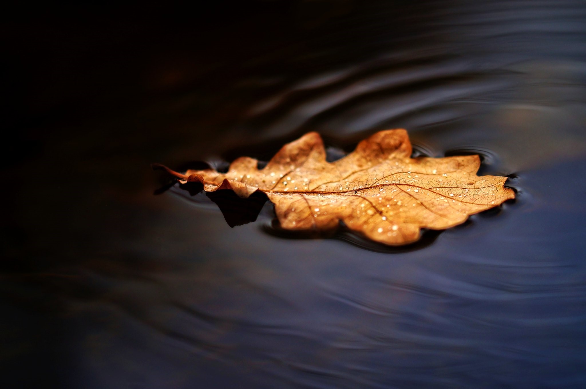 Oak leaf floating on dark water HD Wallpaper