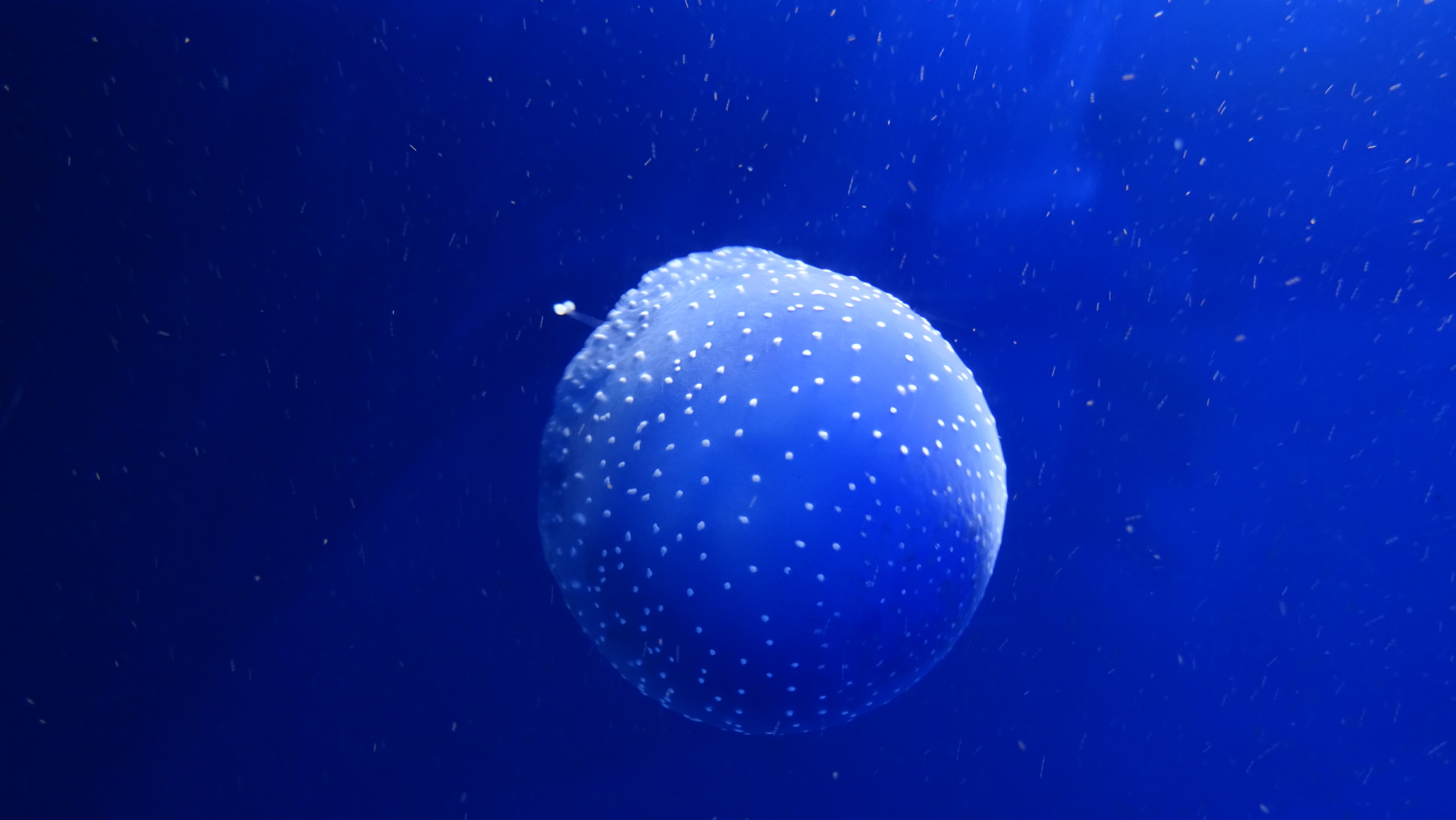 Blue Jellyfish with white spots underwater HD Wallpaper
