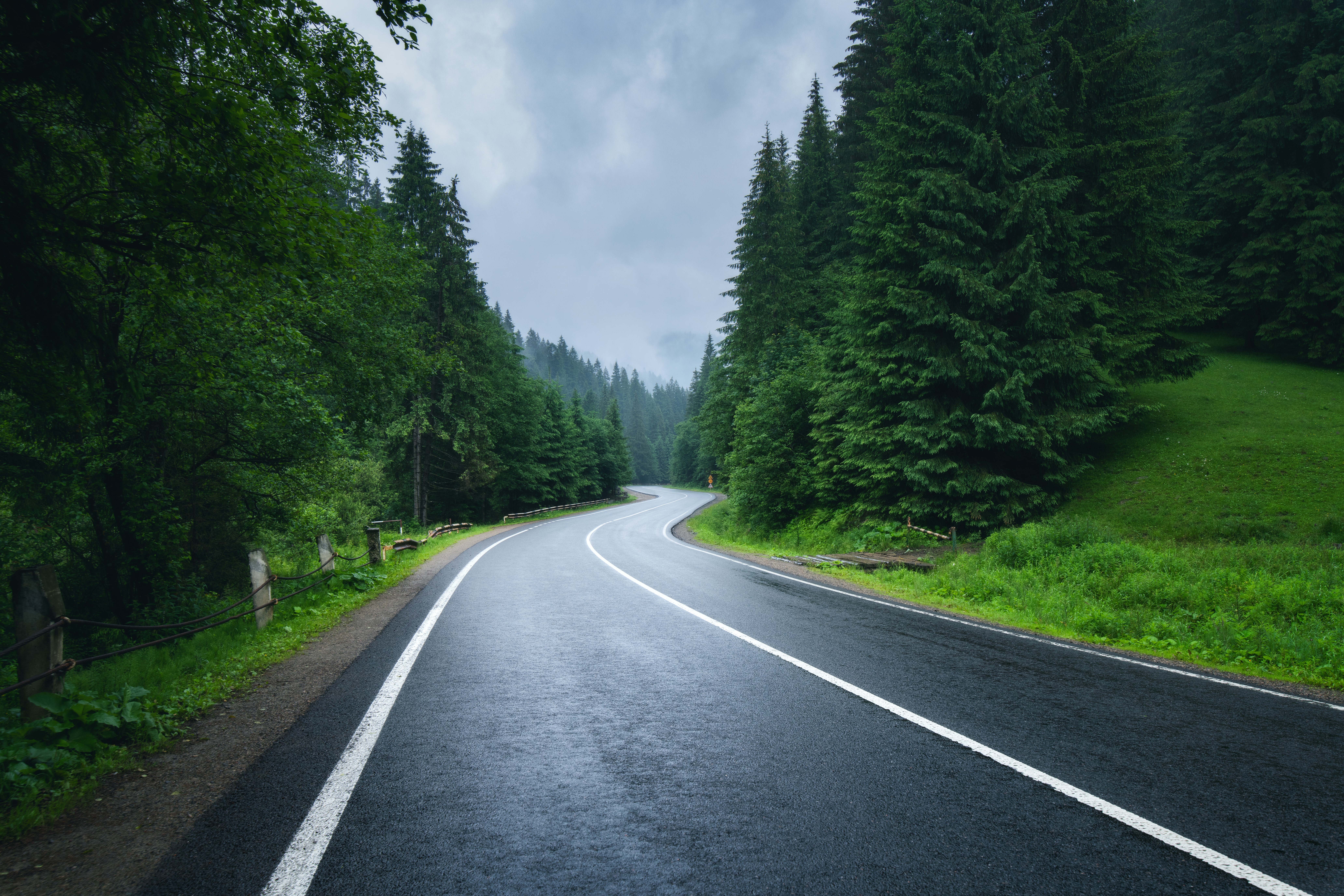 Winding road through a misty pine forest HD Wallpaper