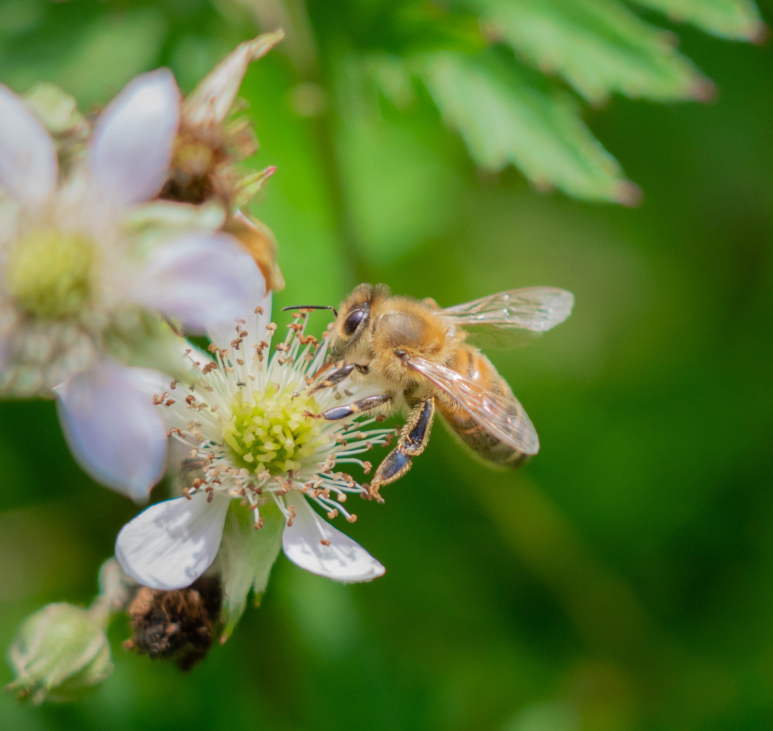 Bee on a white flower with green background HD Wallpaper