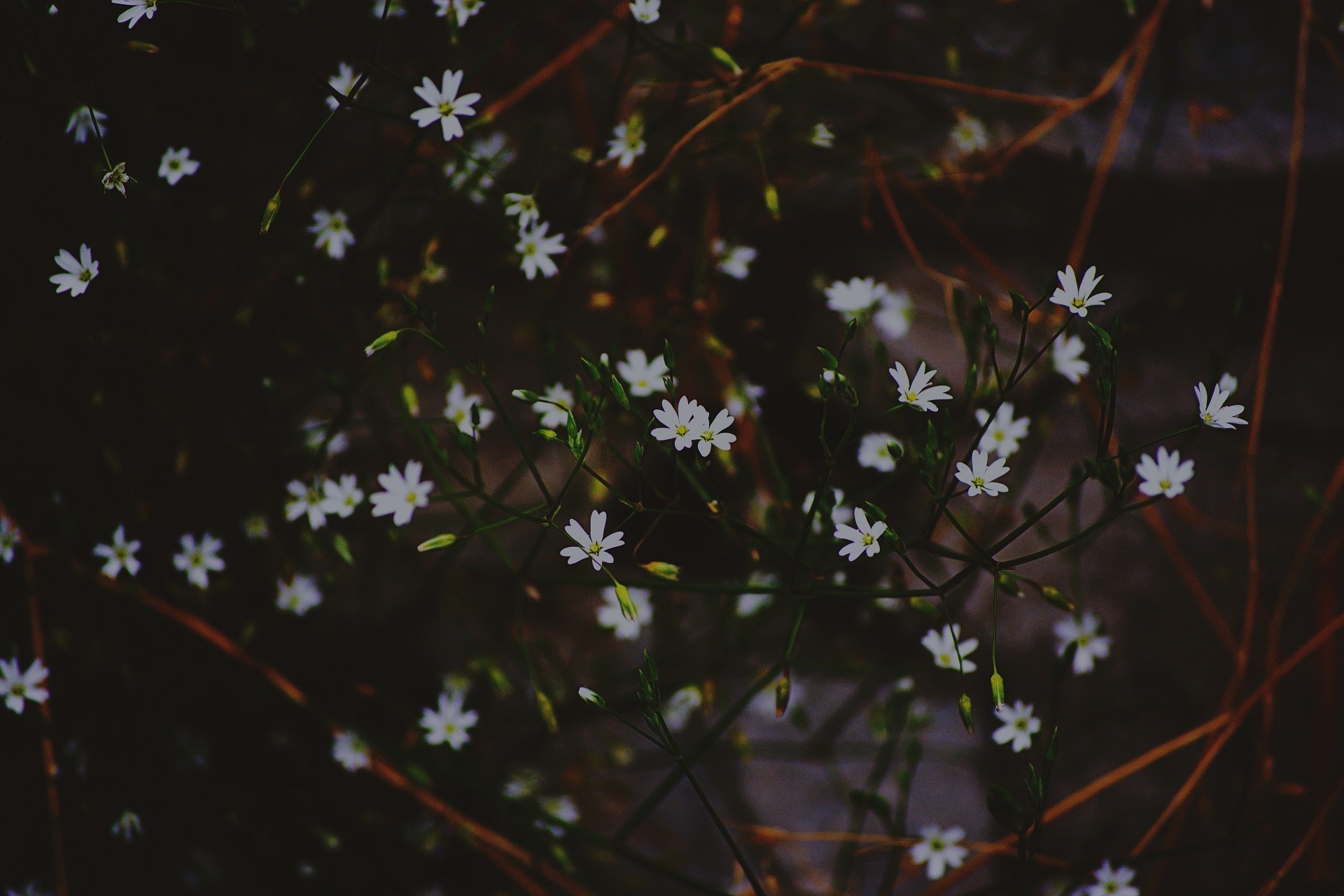 Small white flowers and brown branches HD Wallpaper