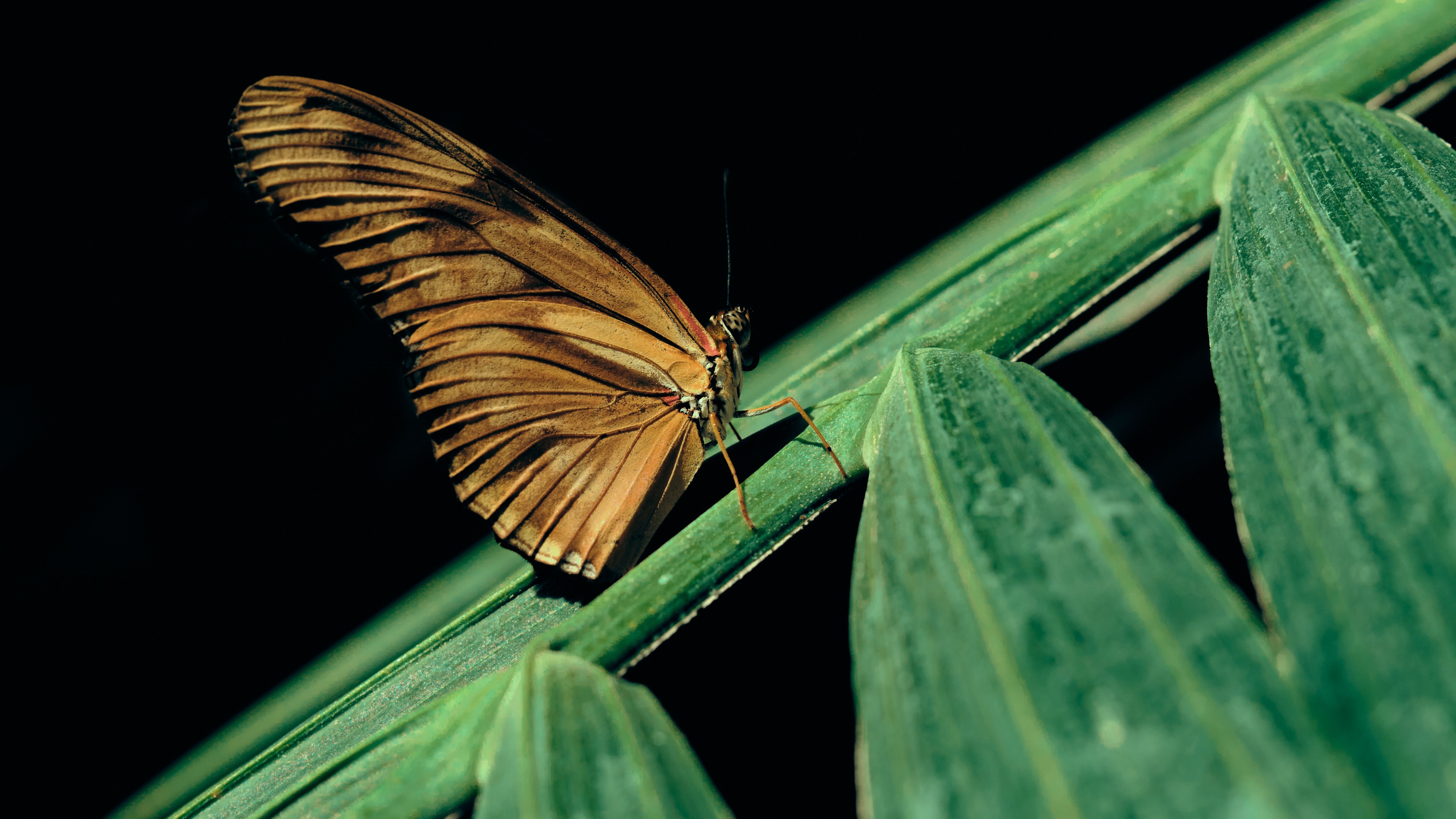 4K butterfly on a green plant HD Wallpaper
