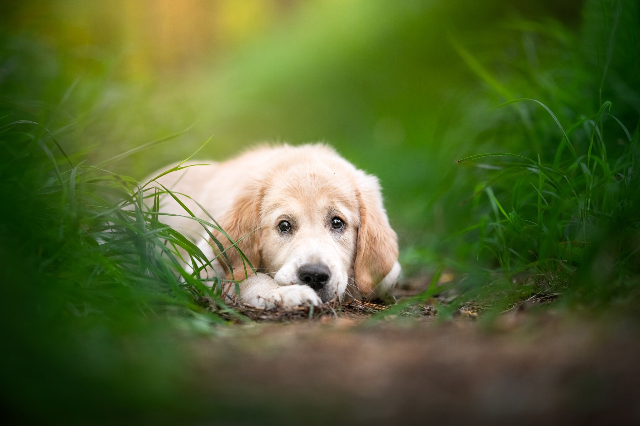 Golden Retriever puppy lying in grass HD Wallpaper