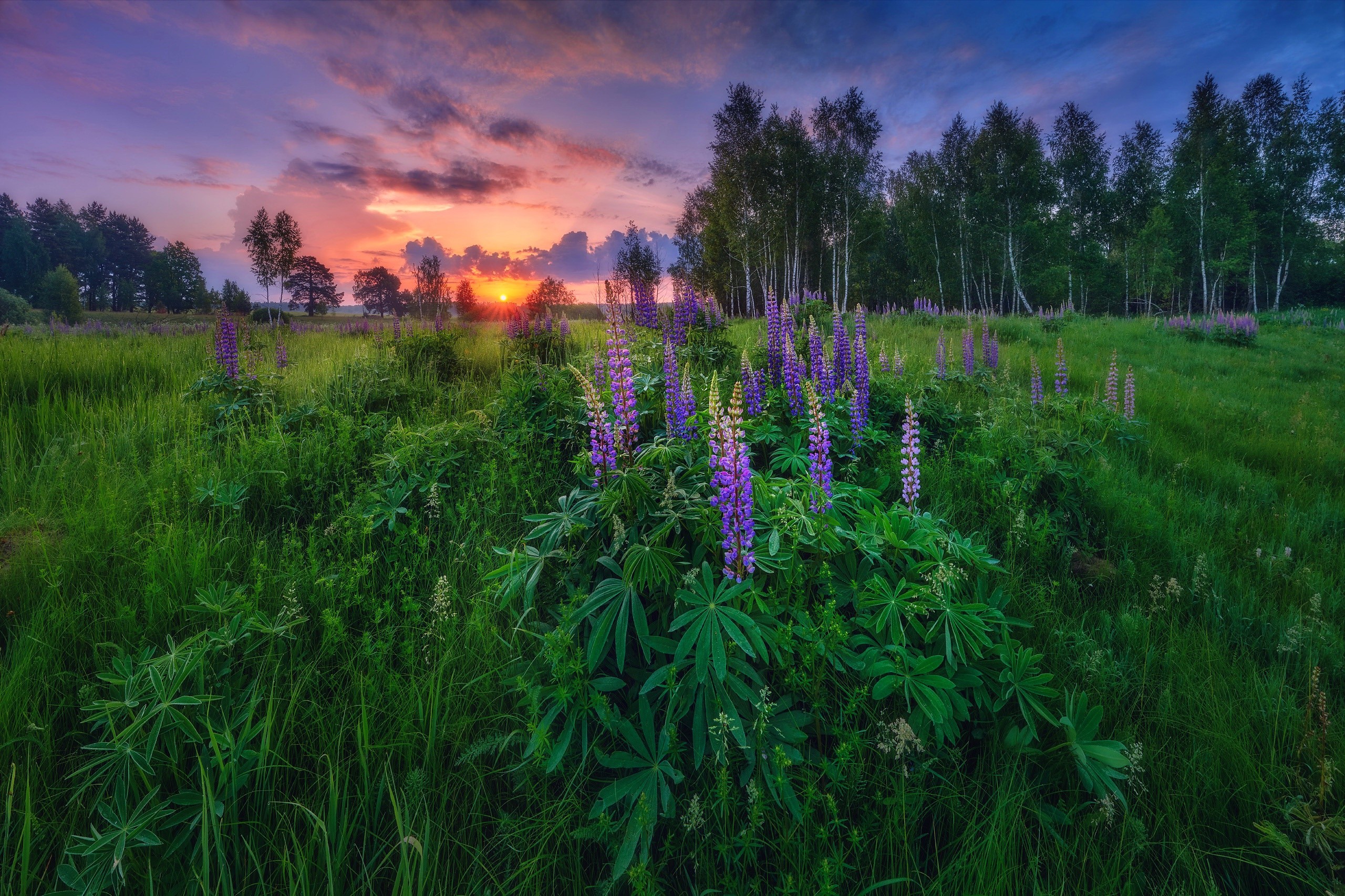 Field of lupine flowers at sunset HD Wallpaper