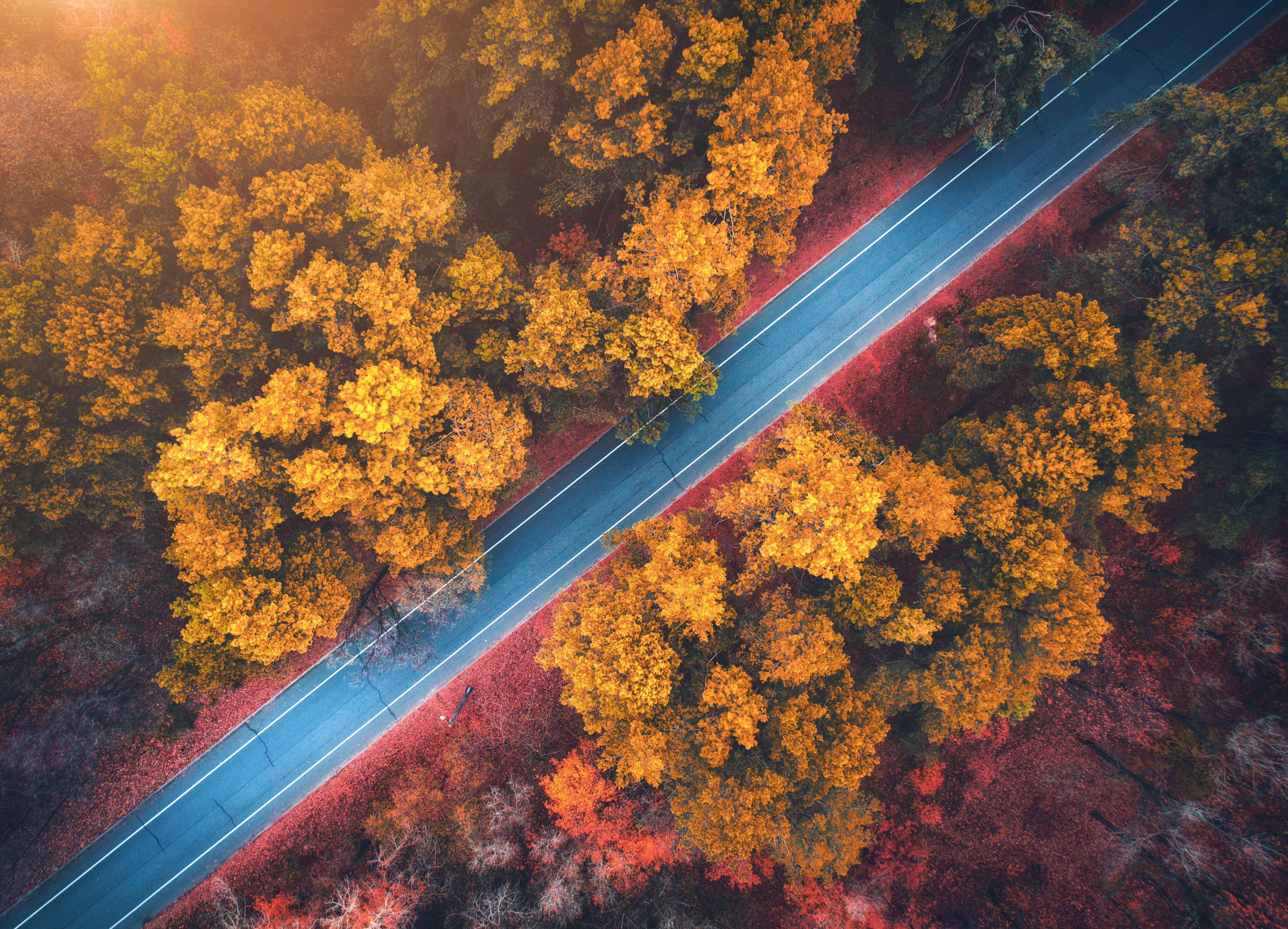 Aerial view of a road through an autumn forest HD Wallpaper