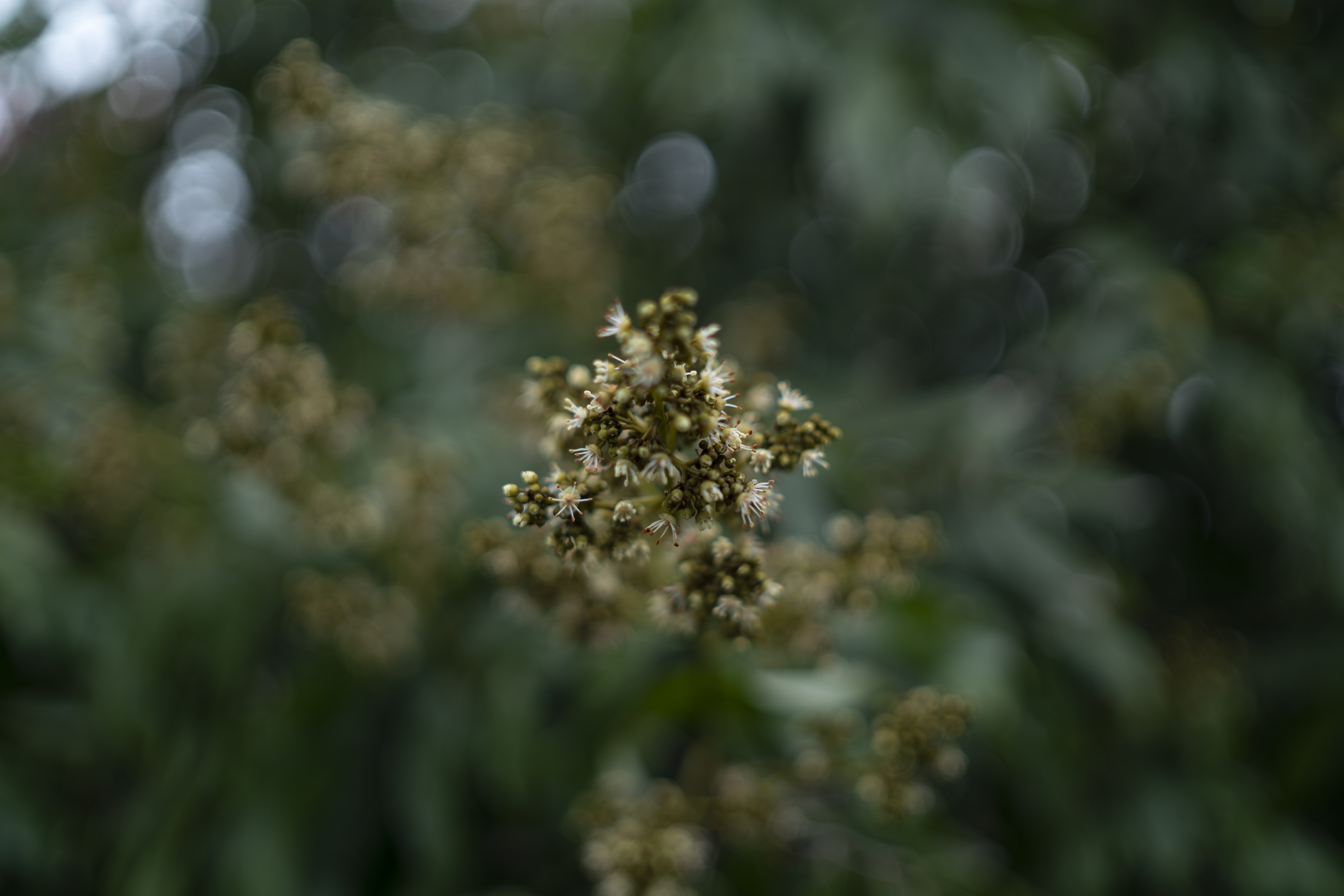 Close-up of a flowering plant in a forest HD Wallpaper