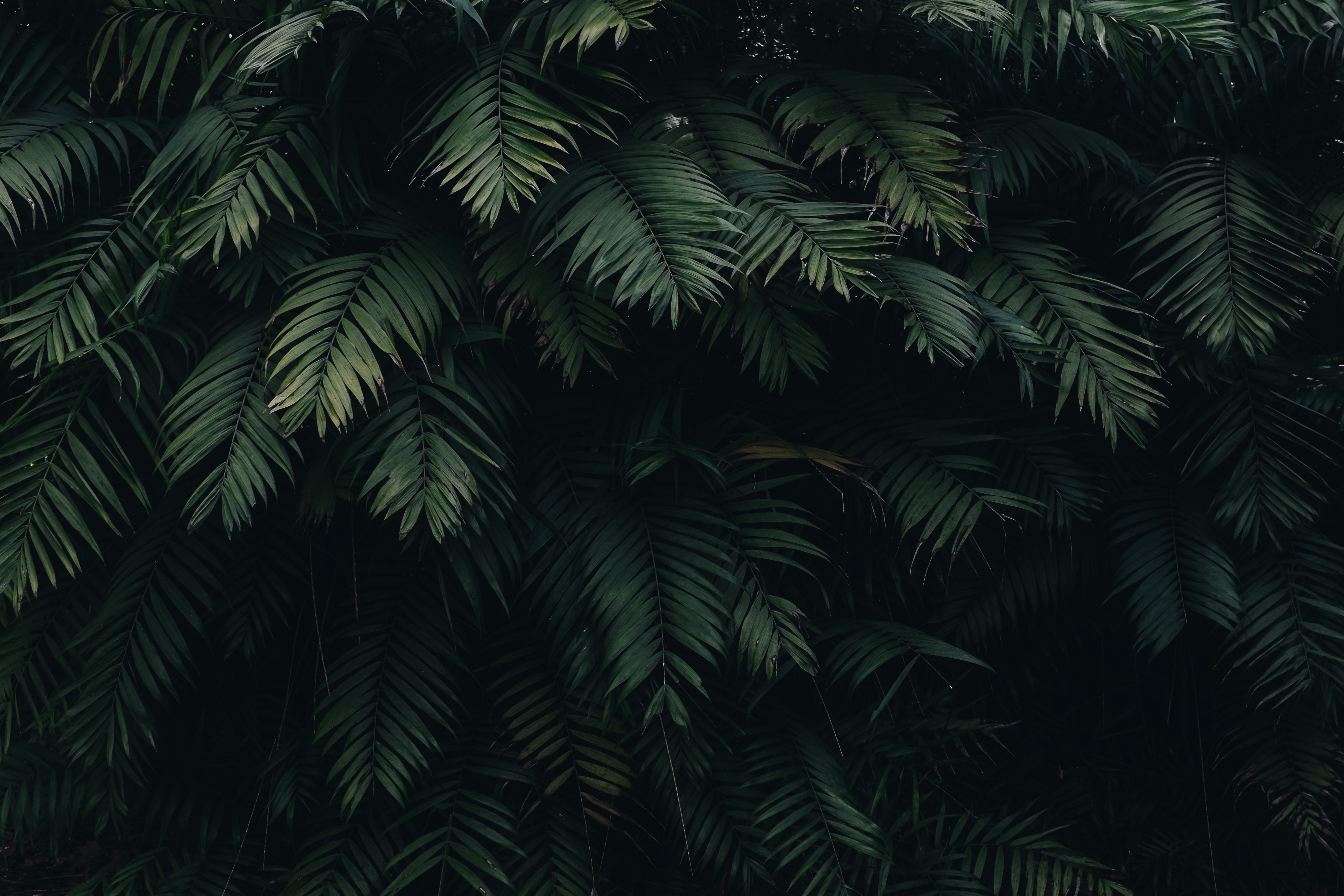 Dark green palm leaves HD Wallpaper