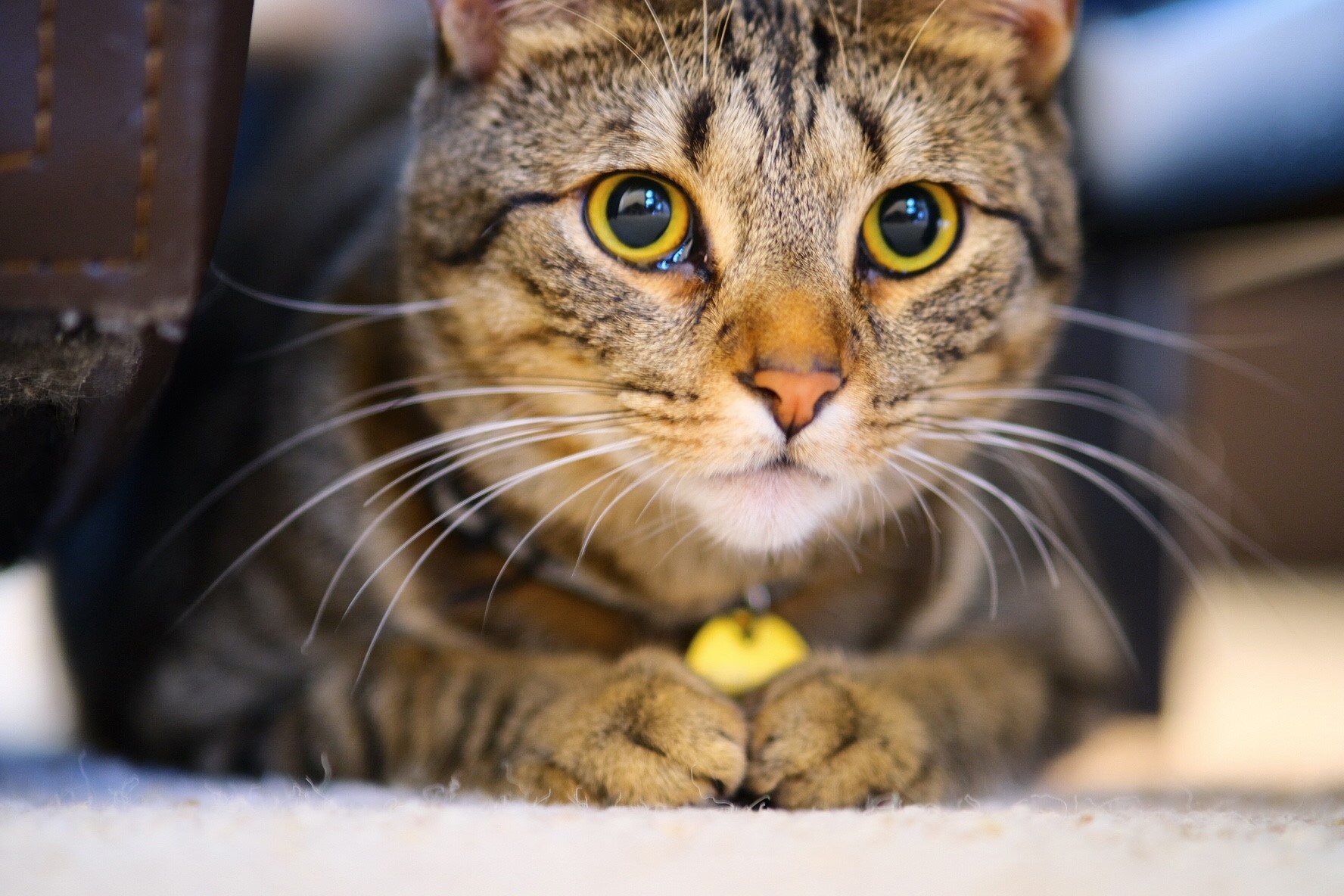 Close-up of a tabby cat with yellow eyes HD Wallpaper