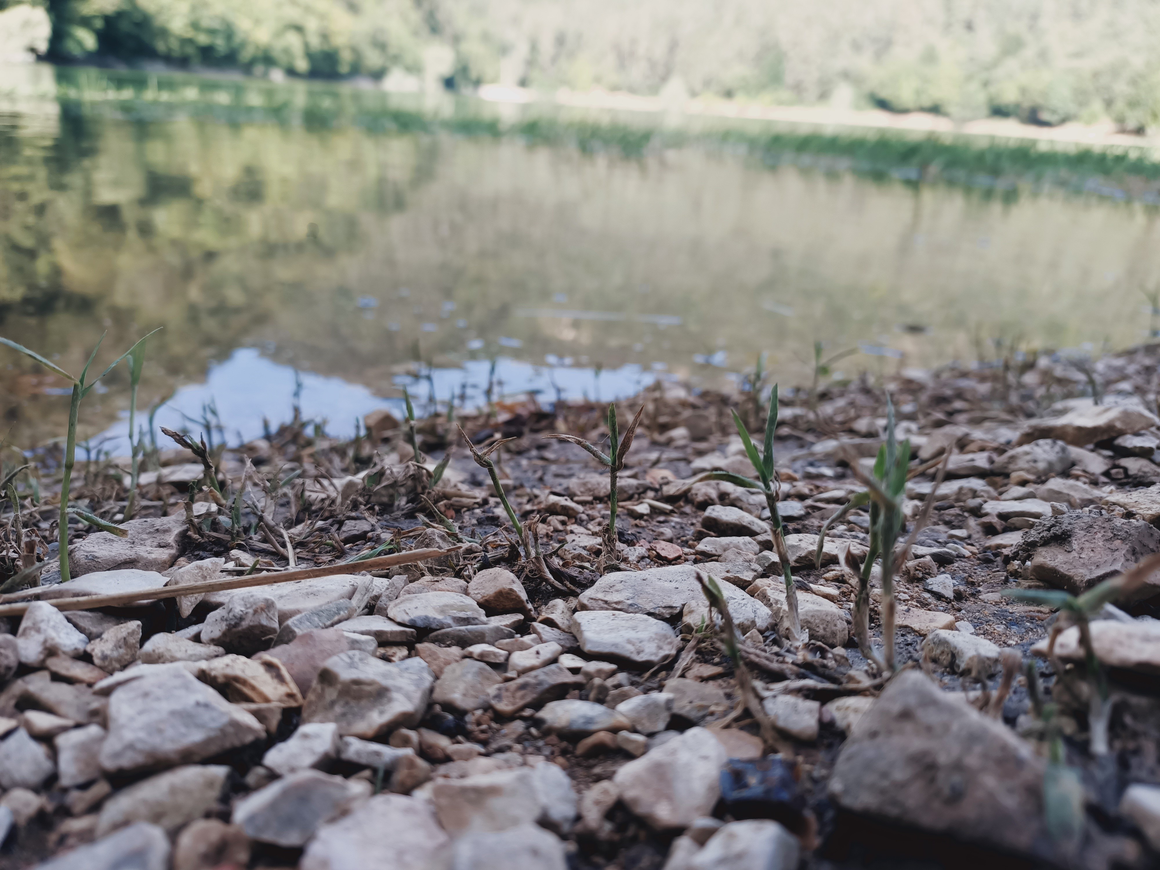 4K, nature, Turkey, plants, outdoors HD Wallpaper