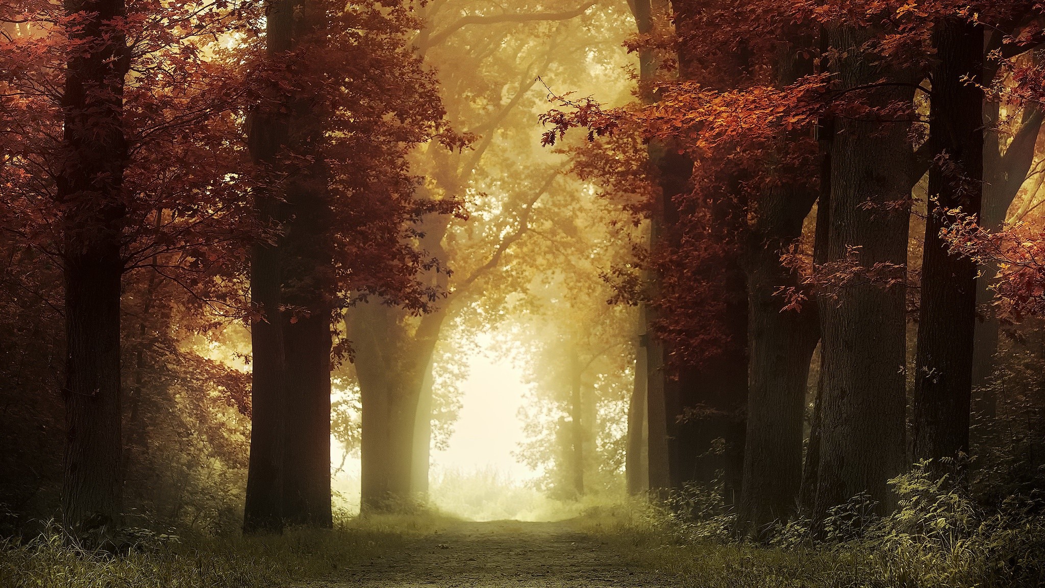 trees, outdoors, mist, fall, plants, park, sunlight HD Wallpaper