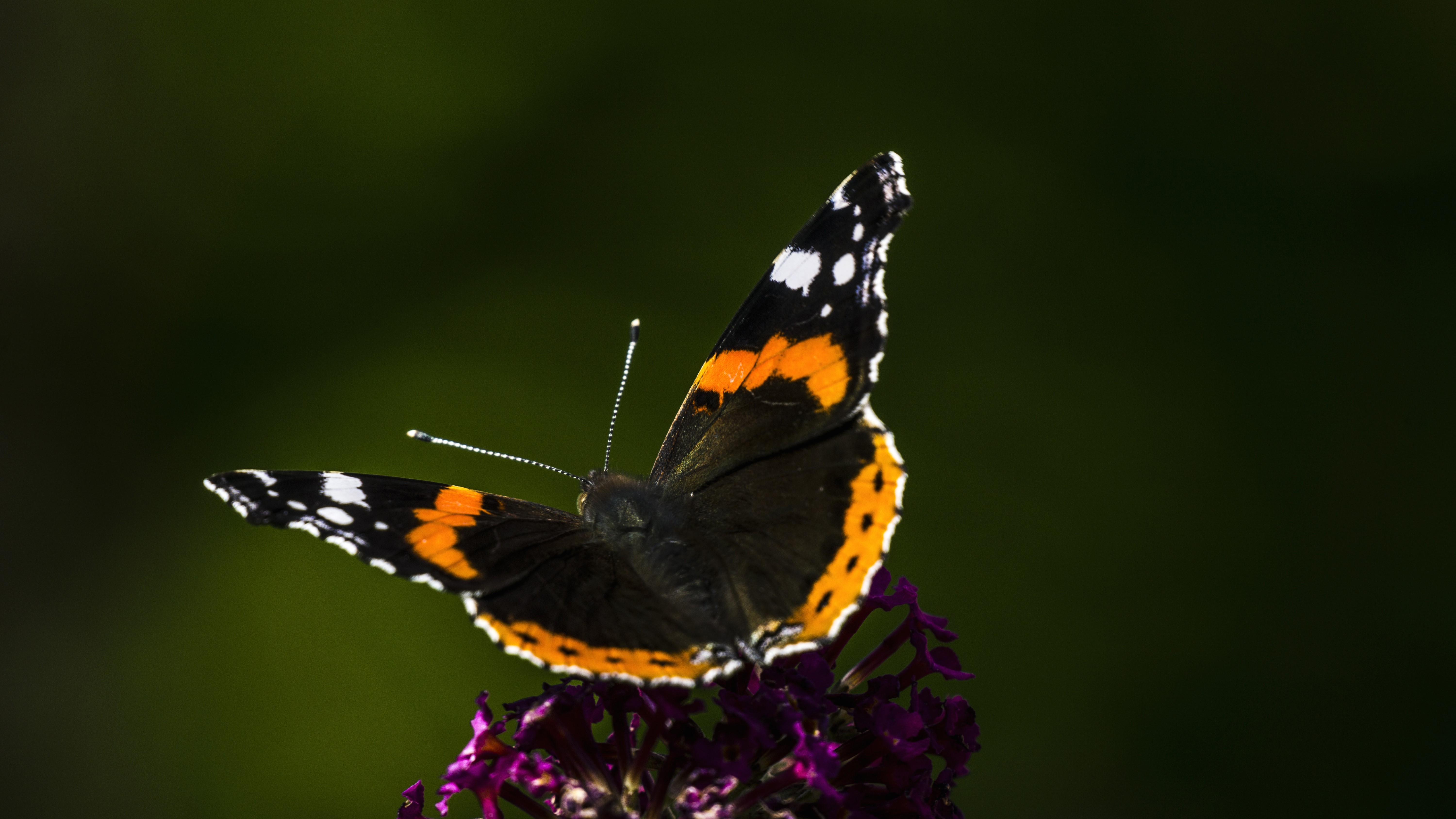 4K, butterfly, macro, flowers, closeup, nature, insect HD Wallpaper