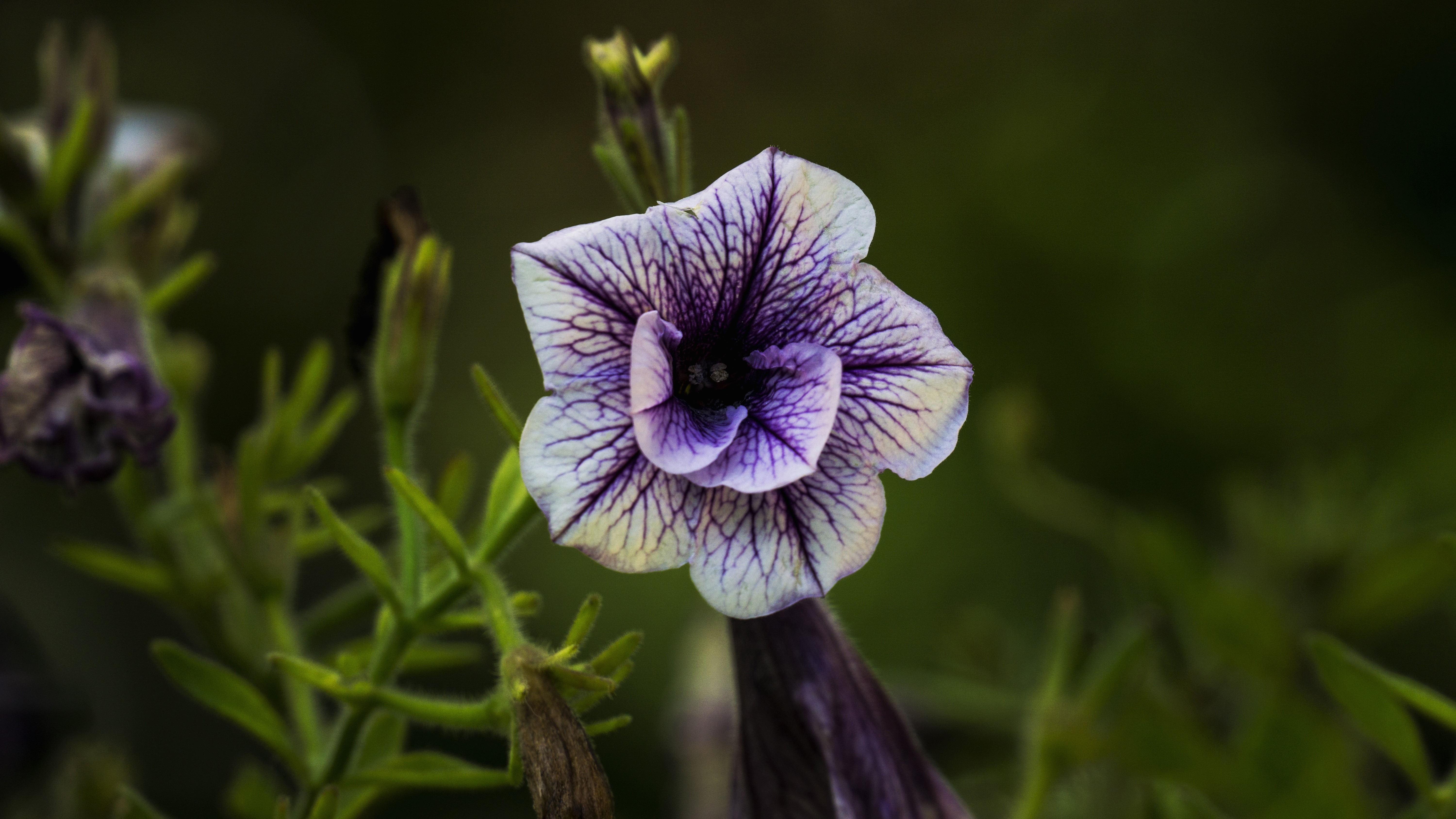 4K, macro, closeup, flowers, nature HD Wallpaper