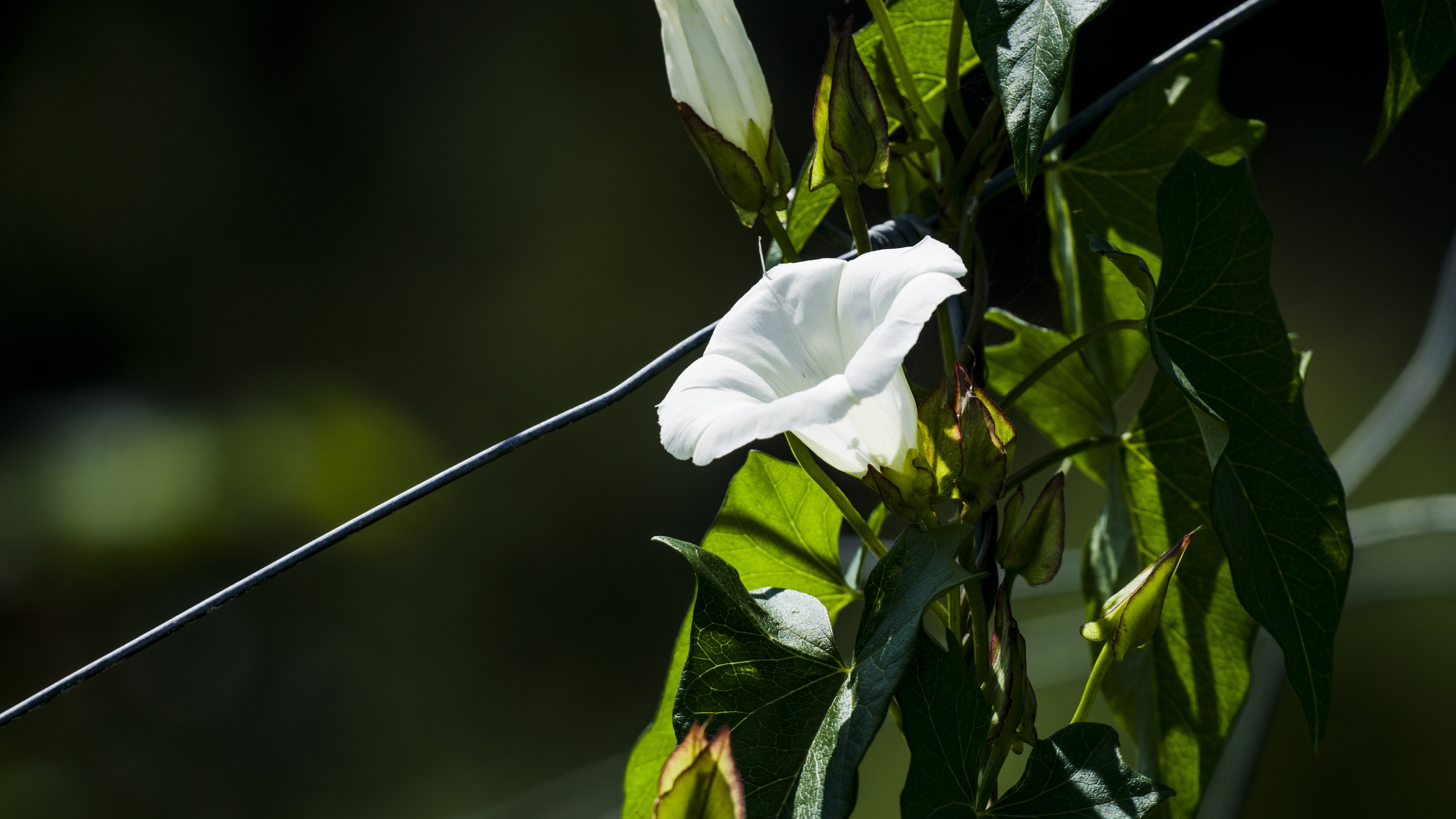 4K, closeup, macro, nature, flowers, leaves HD Wallpaper