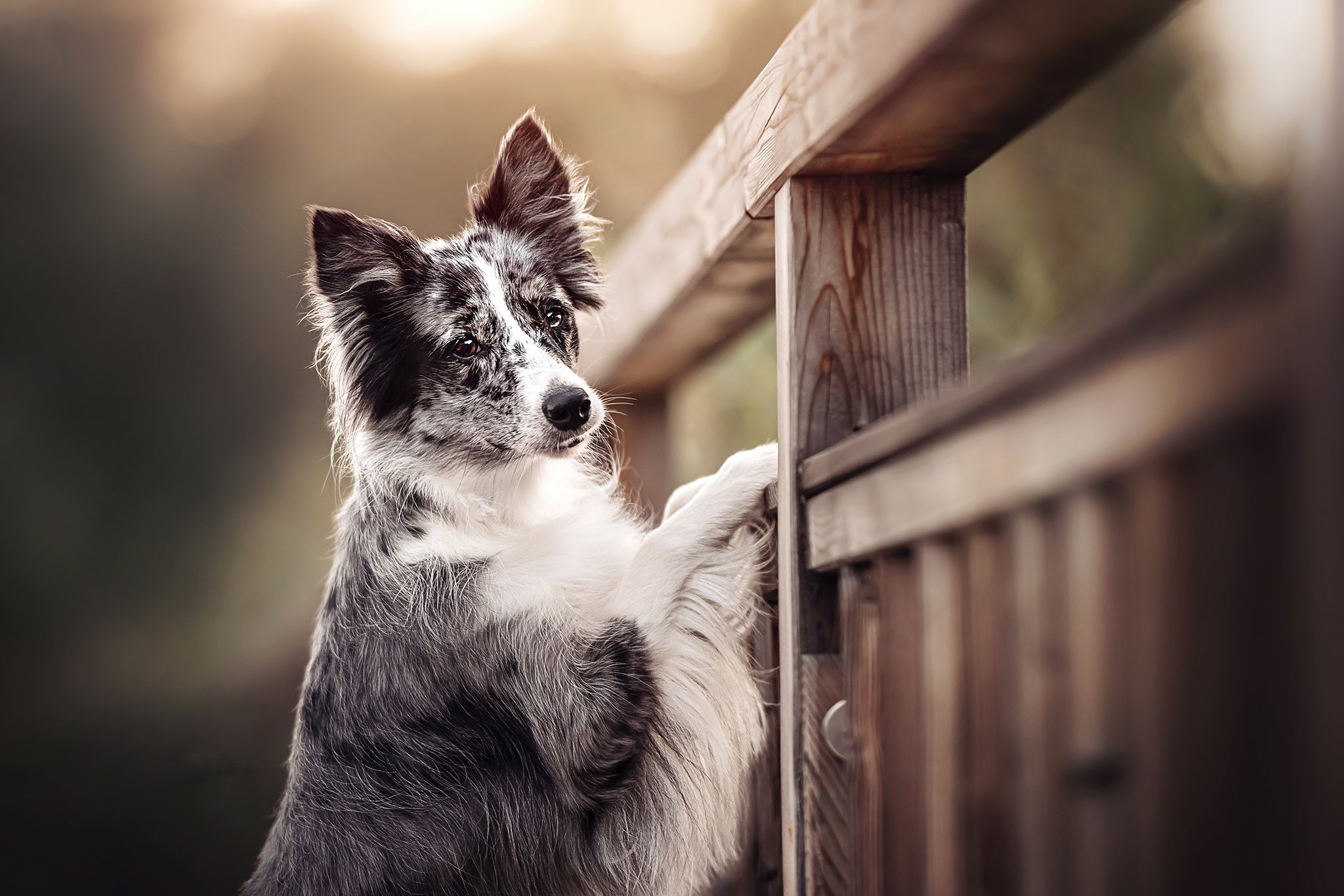 mammals, dog, animals, outdoors HD Wallpaper