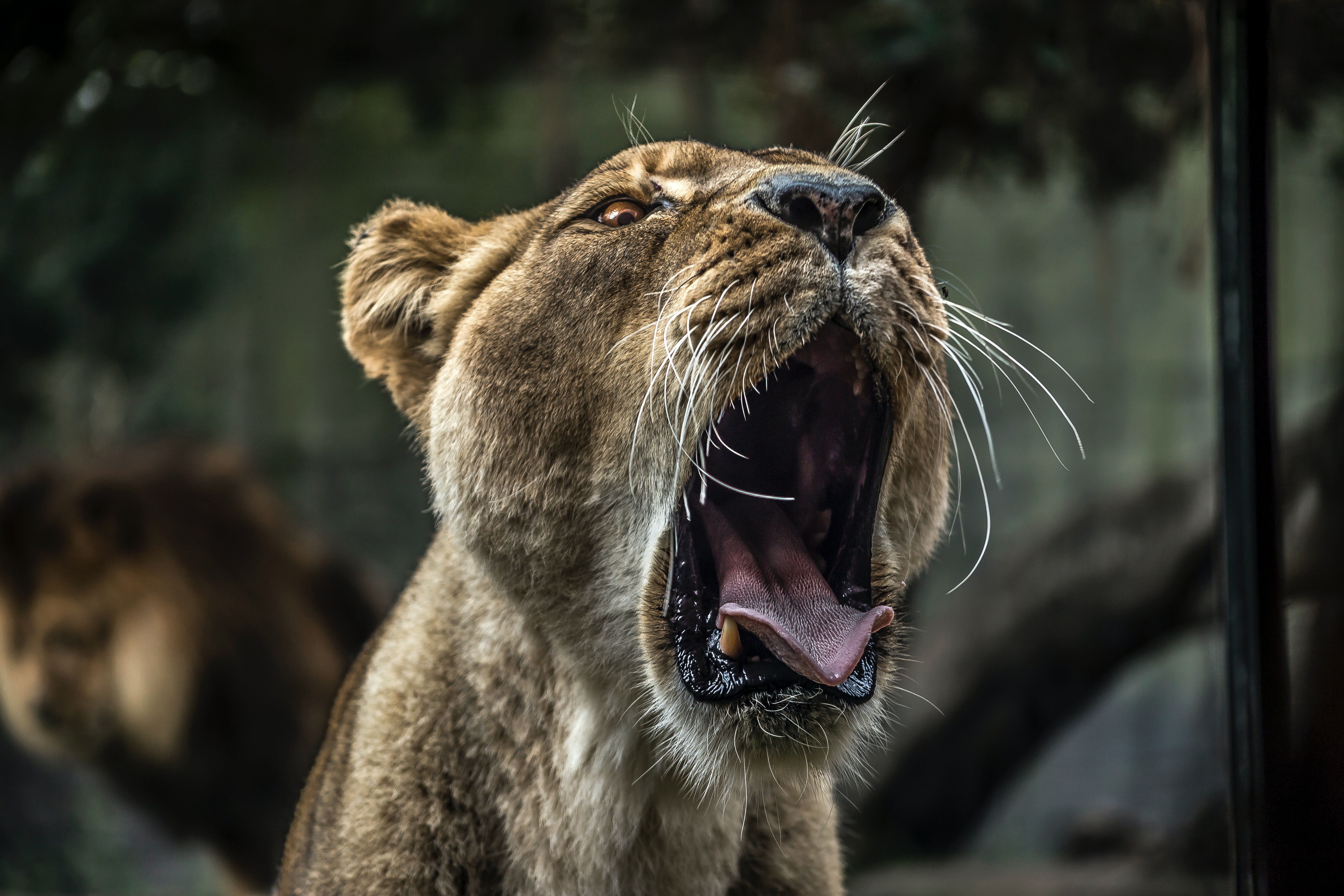 4K, tongue out, lion, feline, animals, nature, mammals, yawning, open mouth HD Wallpaper