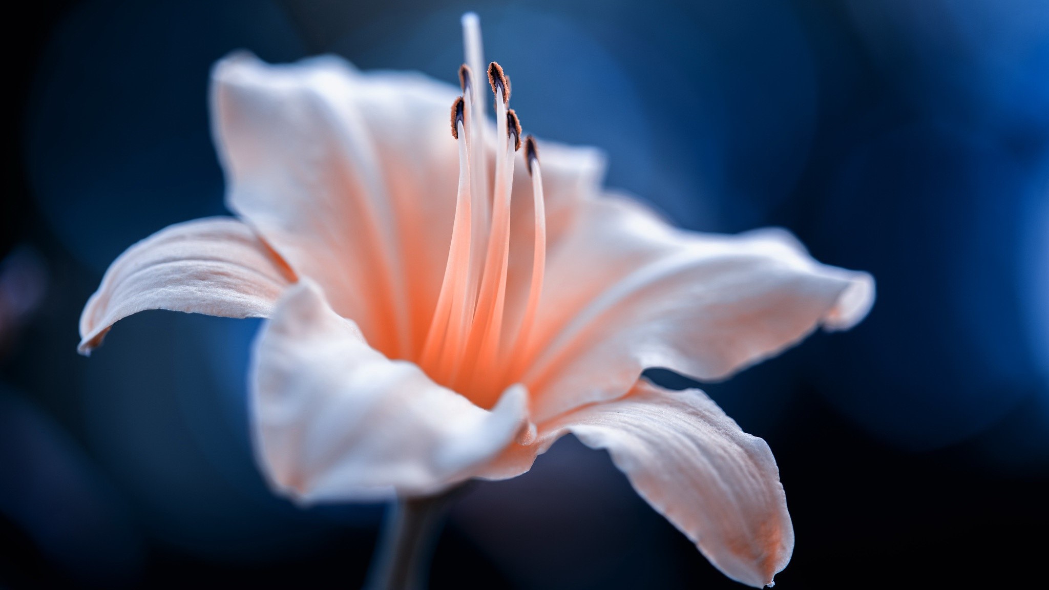 plants, closeup, flowers, blue background, macro HD Wallpaper
