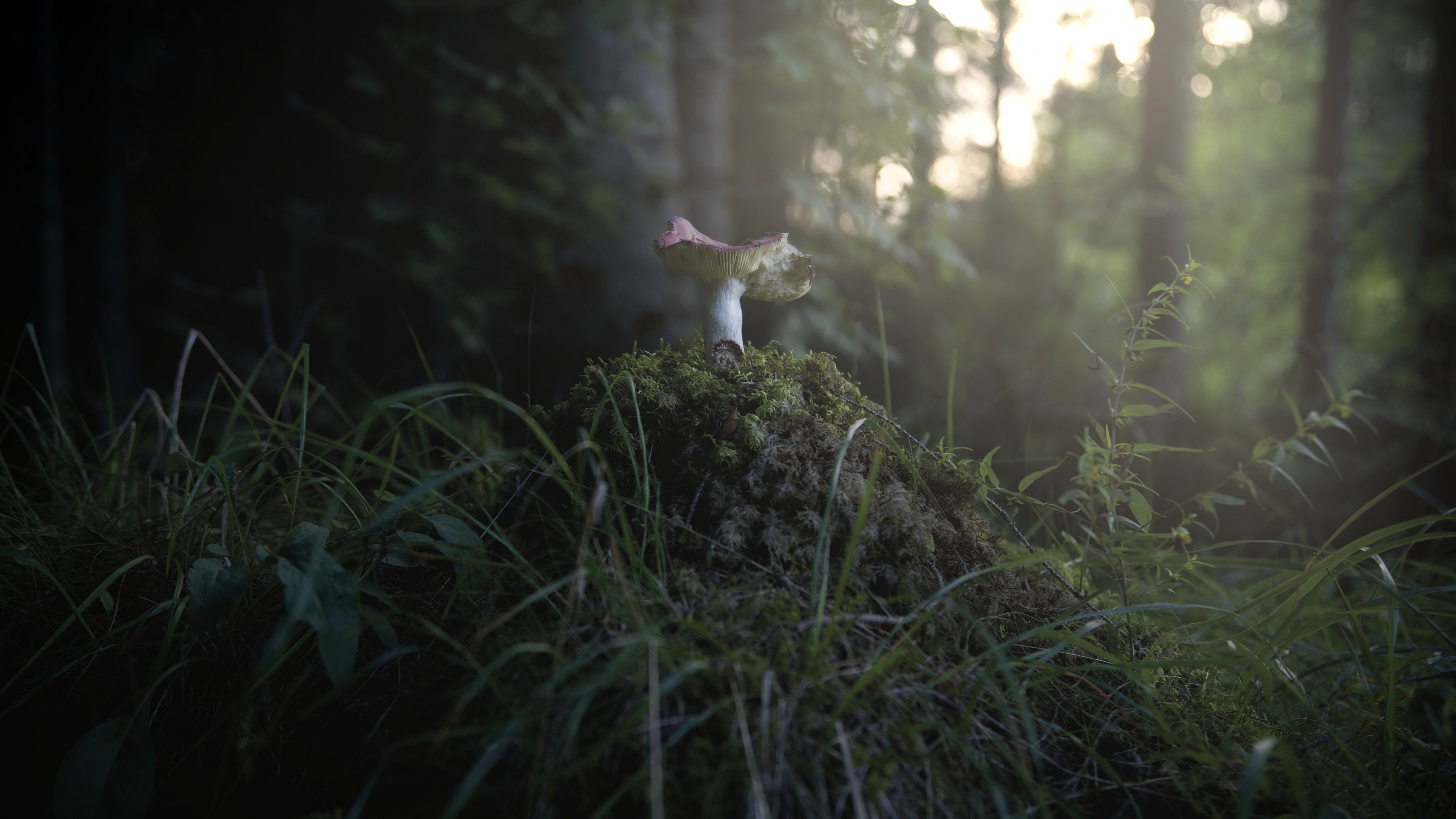 4K, plants, mushroom, forest, outdoors, nature HD Wallpaper