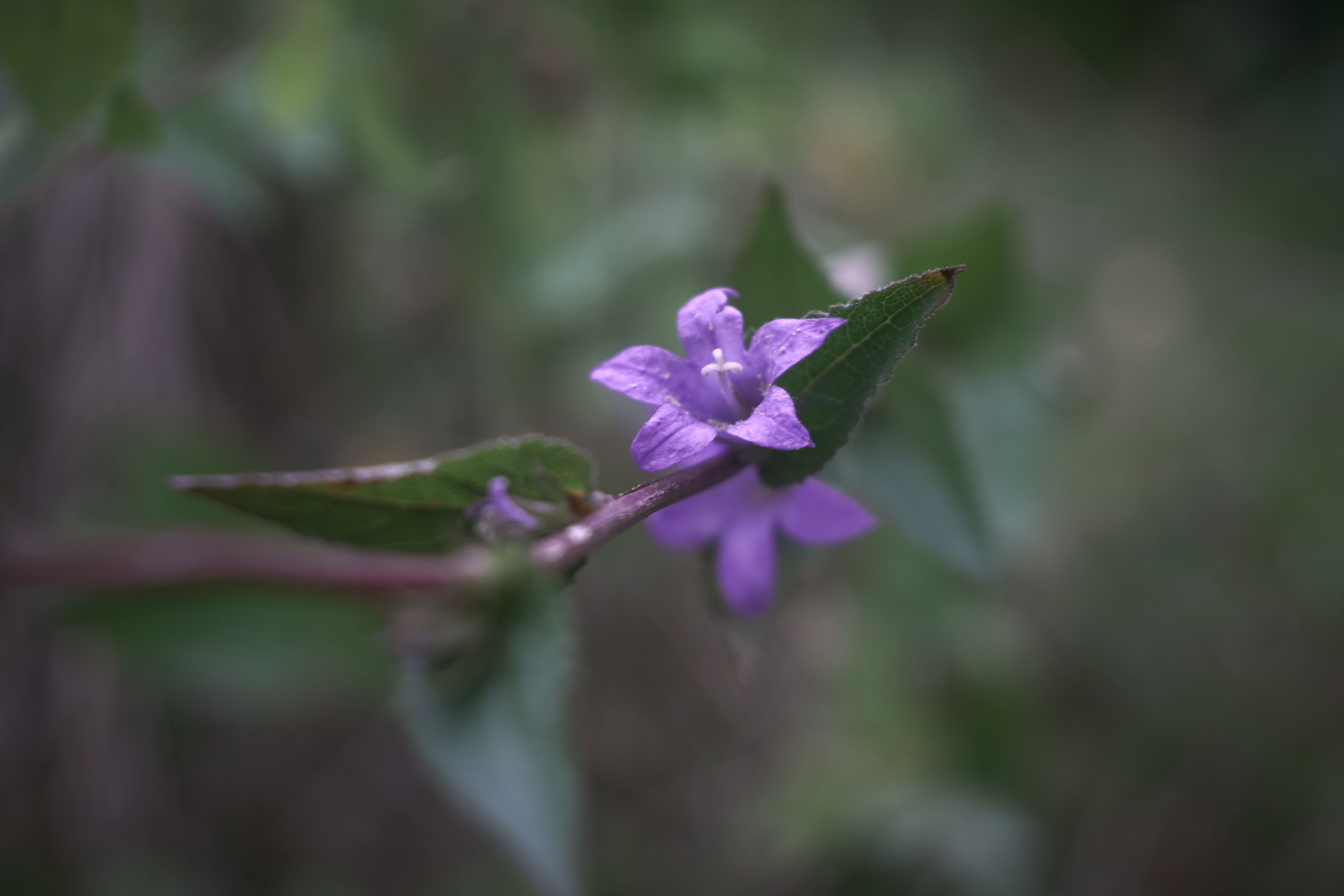 4K, nature, purple flower, blurred, leaves, plants, bokeh, flowers HD Wallpaper