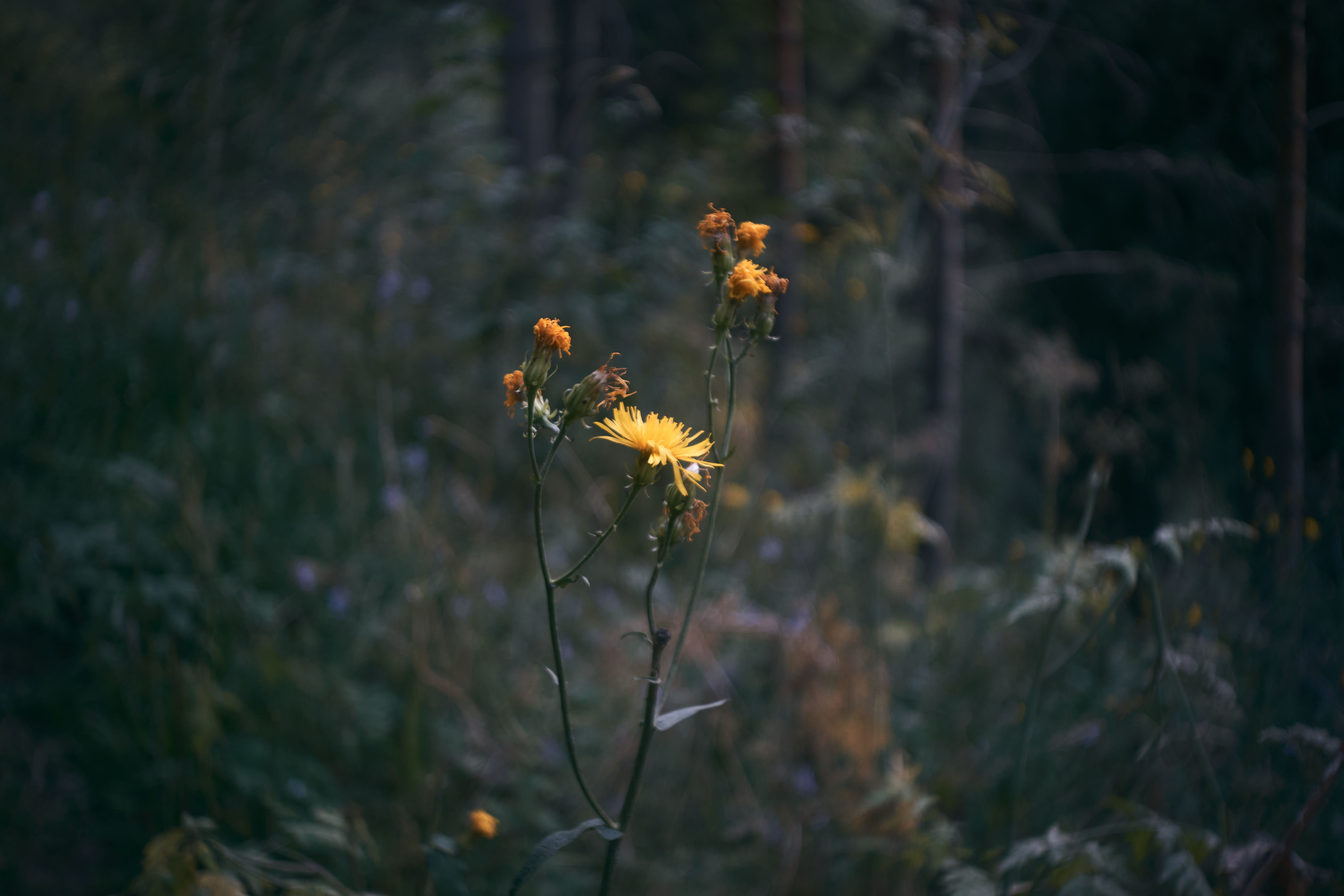 4K, leaves, yellow flower, blurred, flowers, plants, nature, yellow flowers, bokeh HD Wallpaper