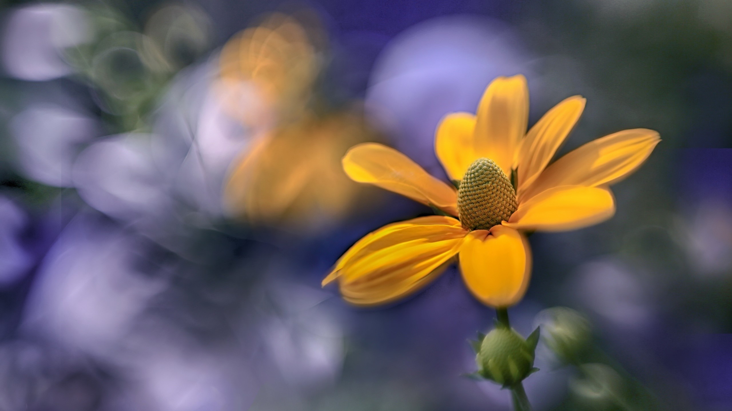 orange flowers, nature, flowers, plants, closeup HD Wallpaper