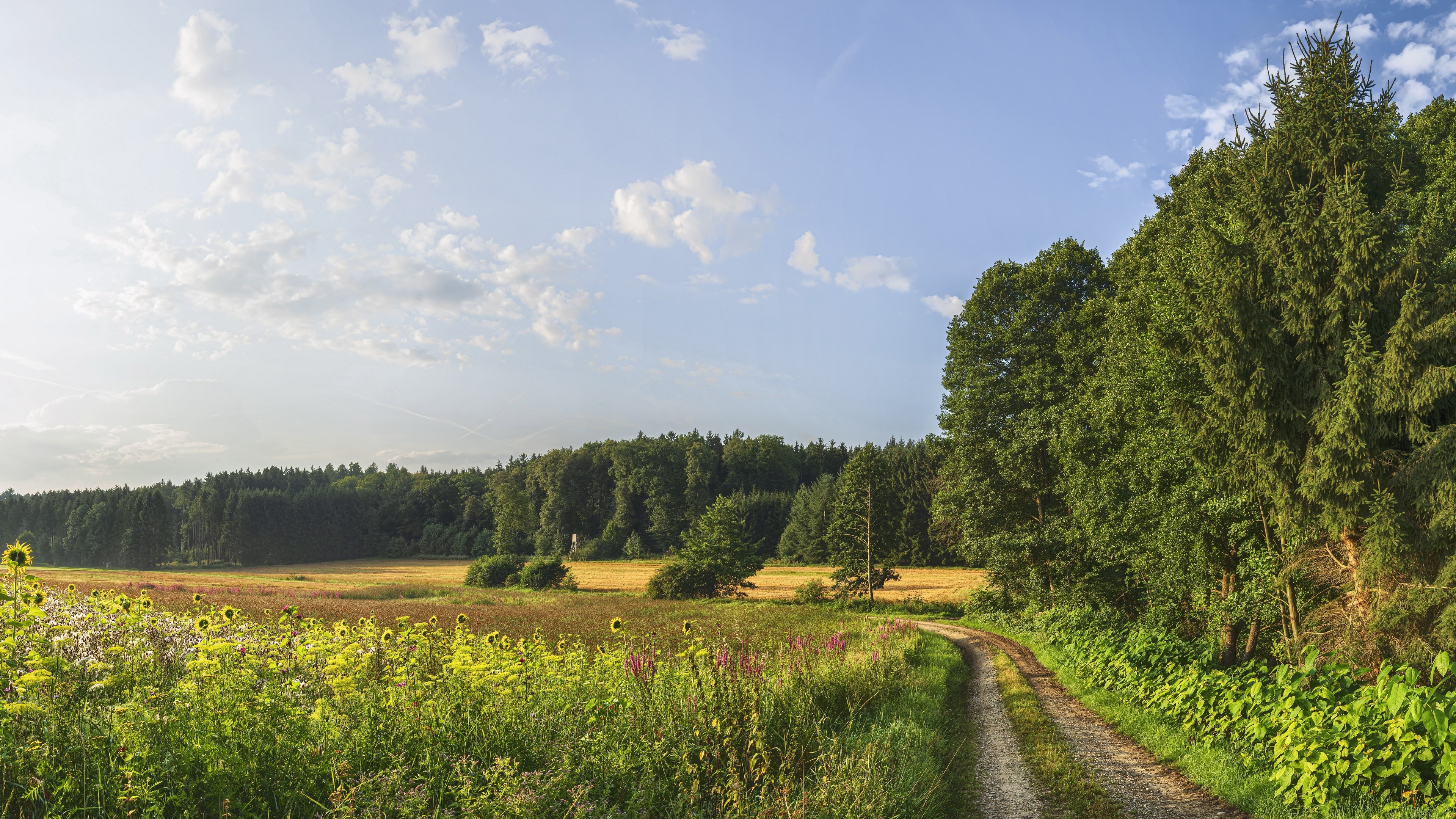 4K, outdoors, summer, nature, pathway, field, plants, flowers, sky HD Wallpaper
