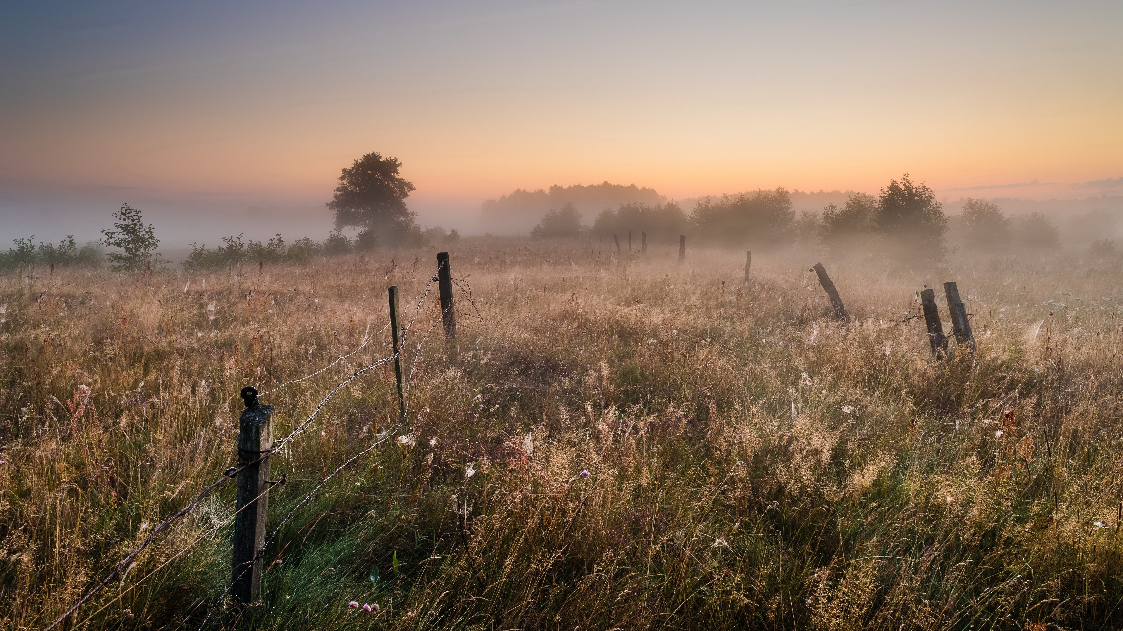 4K, sunlight, field, nature, landscape, plants, fence, outdoors HD Wallpaper