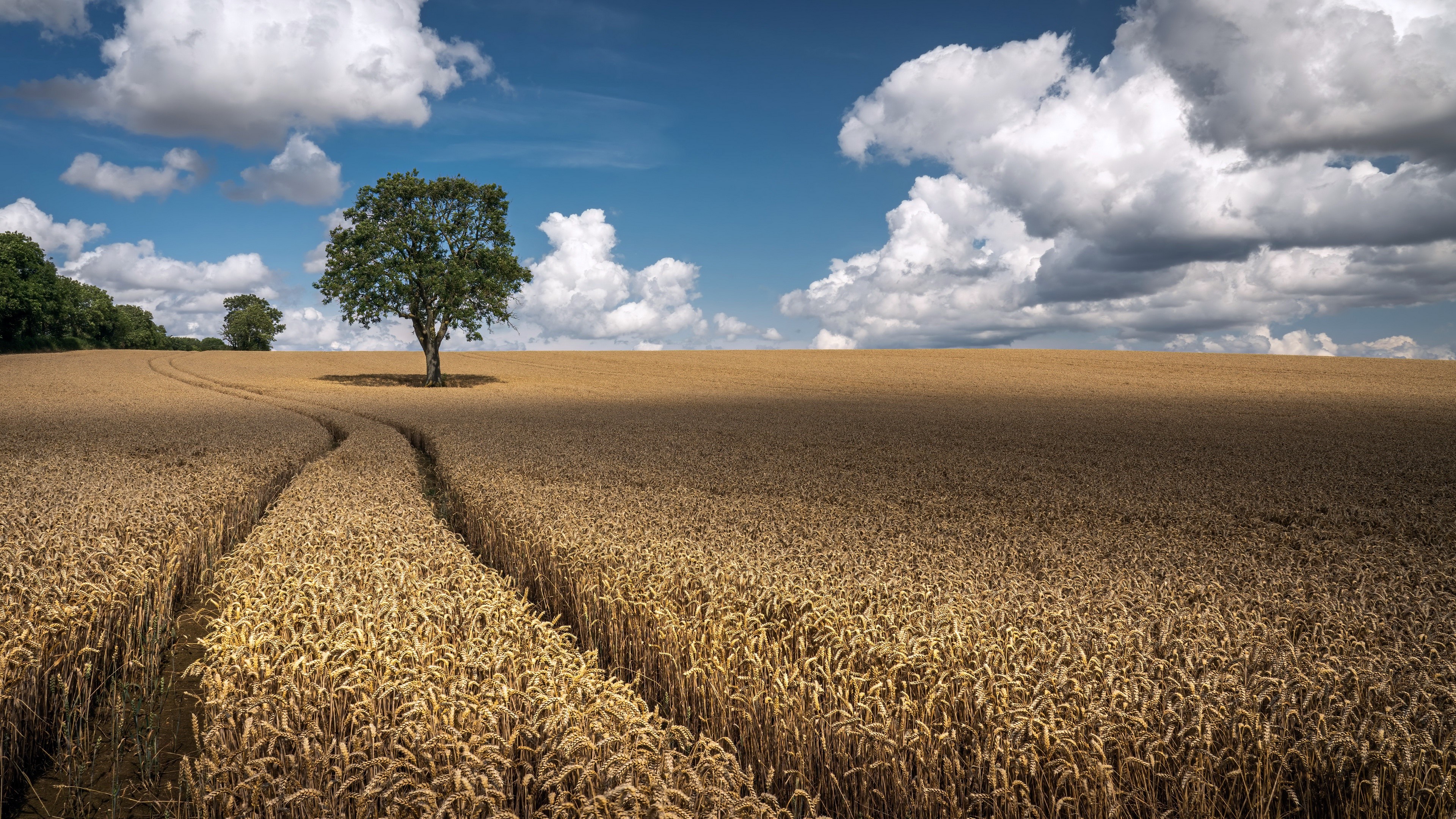 4K, clouds, sky, outdoors, field, Agro (Plants), plants, nature HD Wallpaper