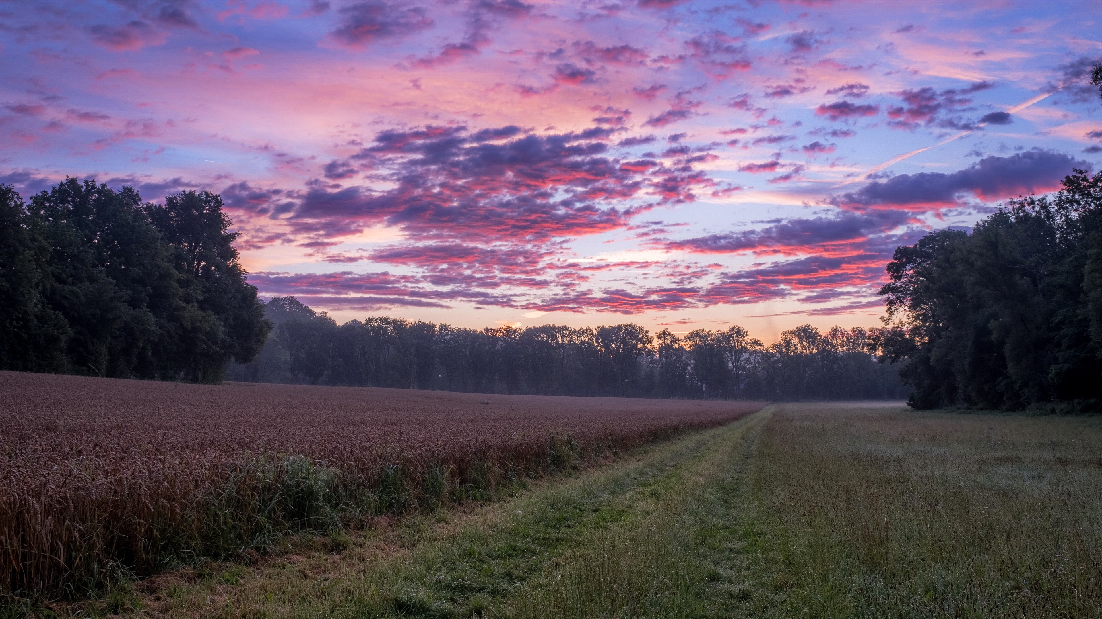 4K, field, nature, landscape, sky, Agro (Plants), outdoors HD Wallpaper