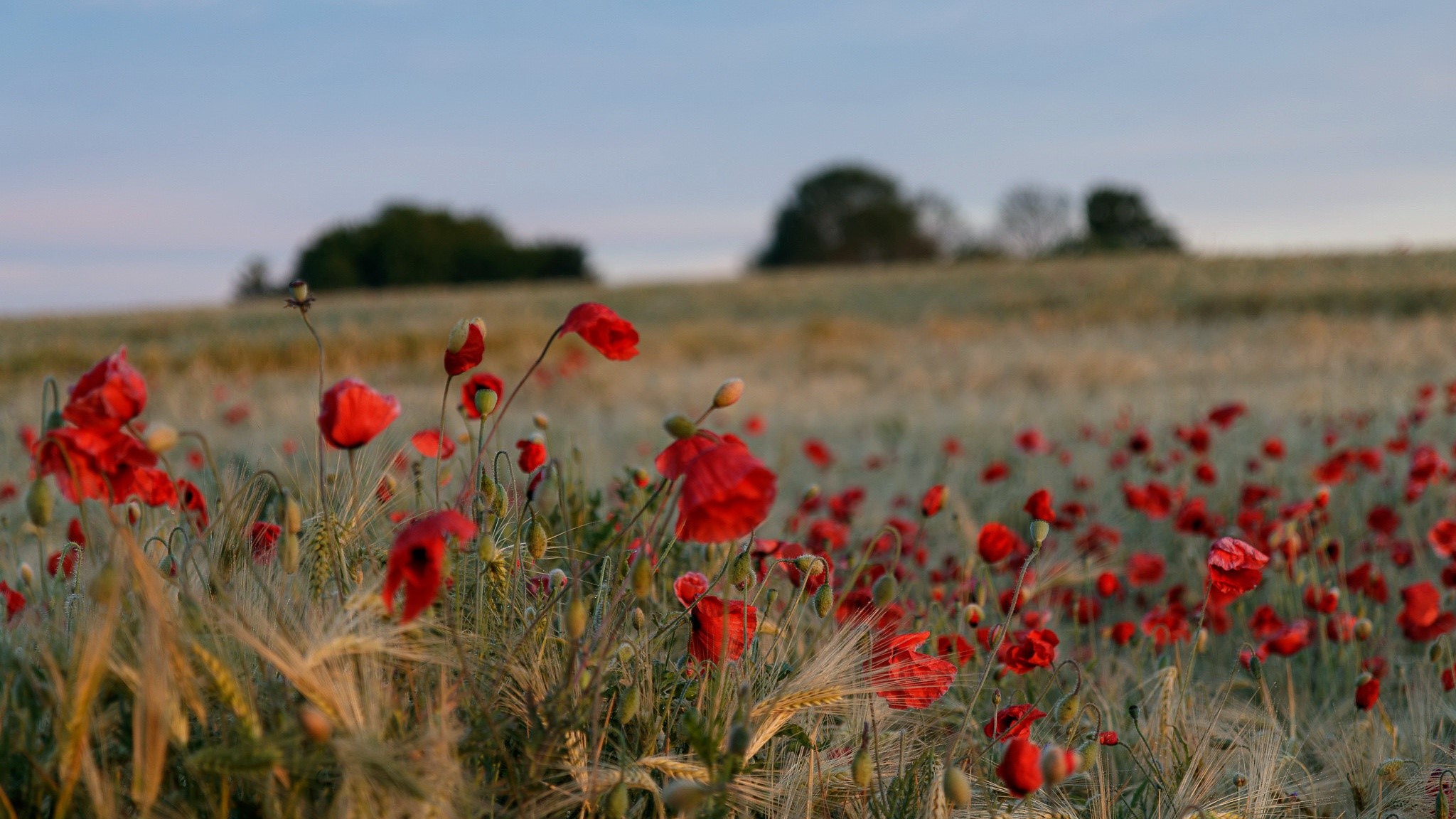 flowers, nature, landscape, outdoors, field, red flowers, plants HD Wallpaper