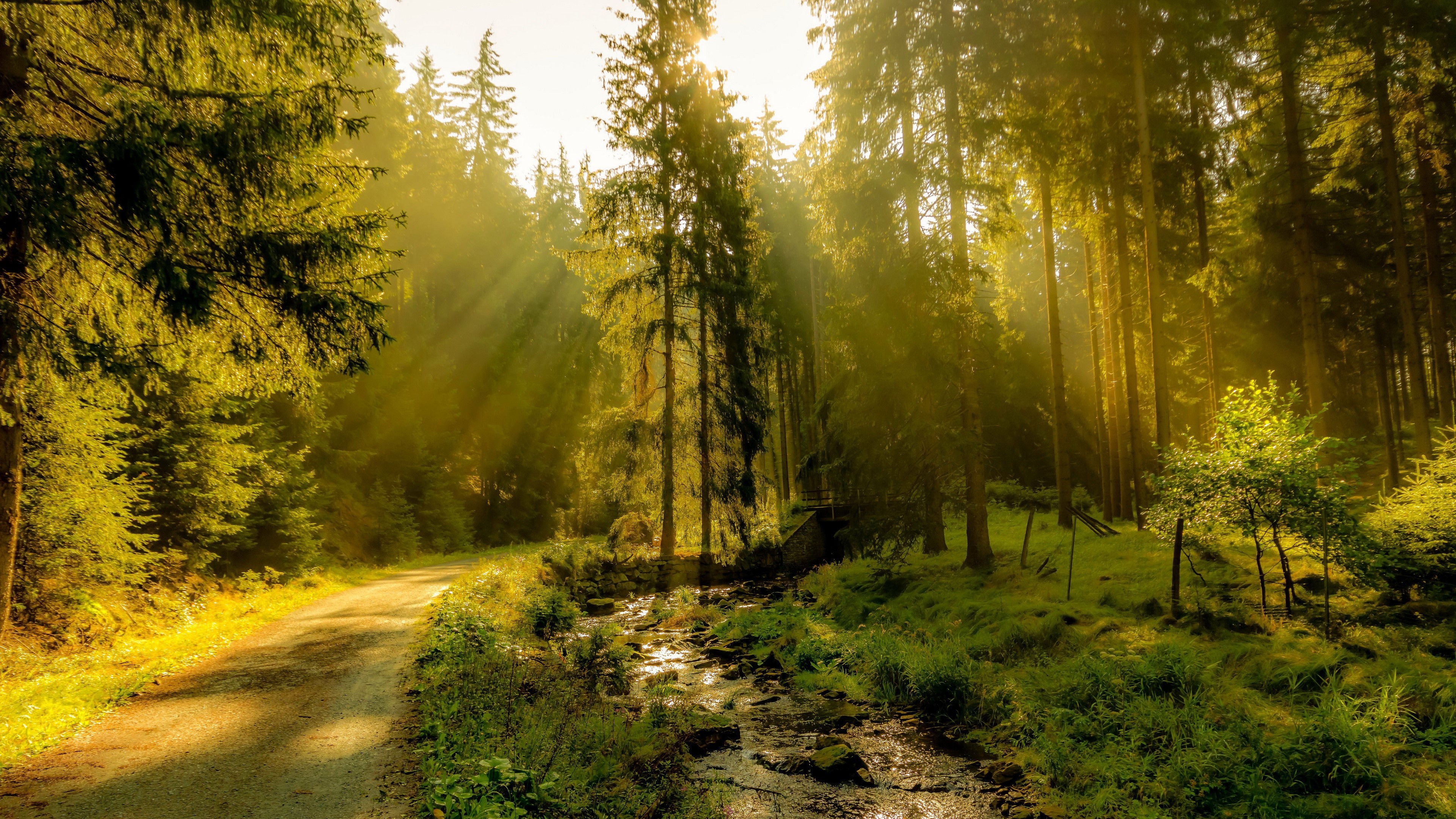 4K, outdoors, forest, trees, nature, sun rays HD Wallpaper