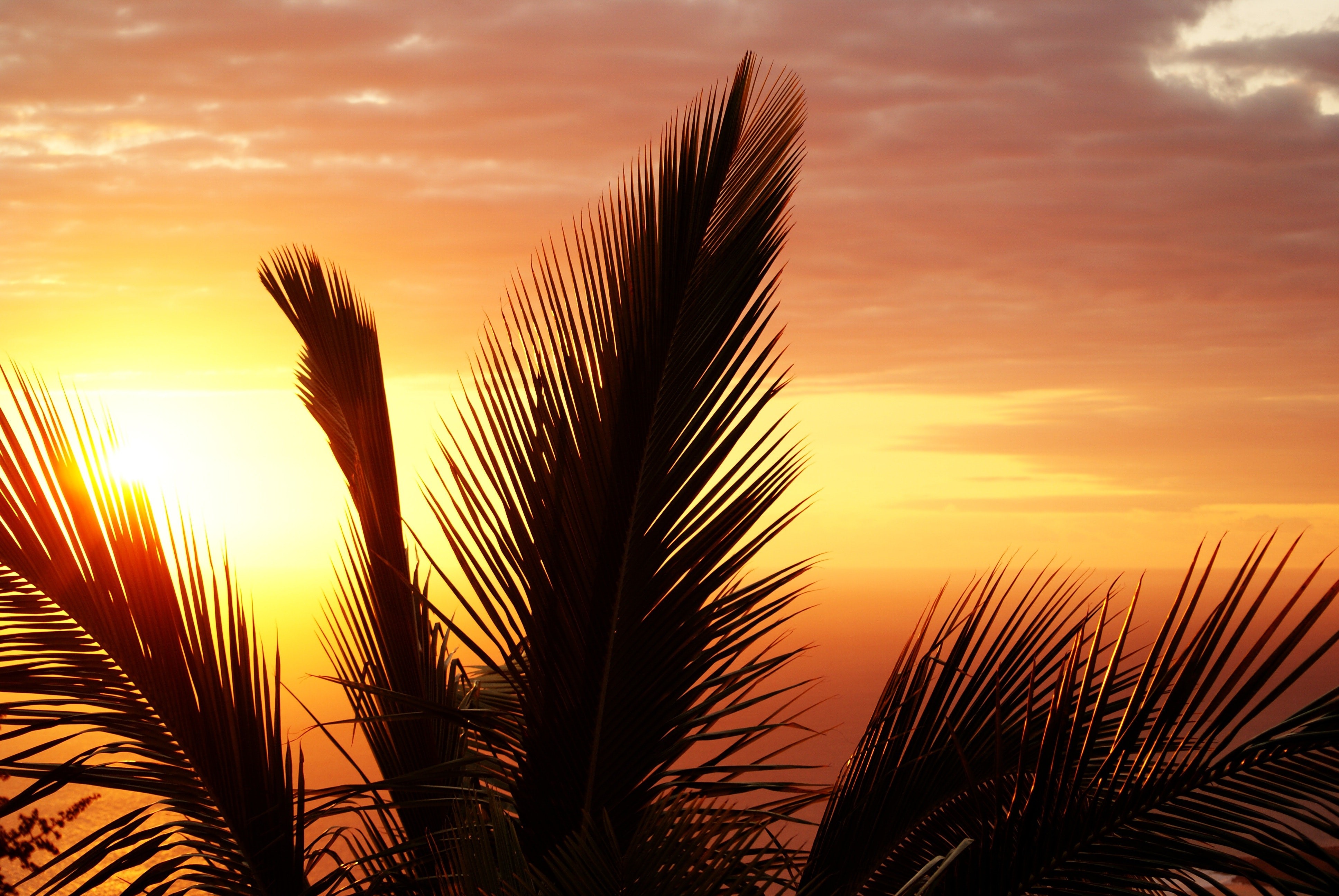 4K, silhouette, beach, palm trees, ocean view, sunset HD Wallpaper