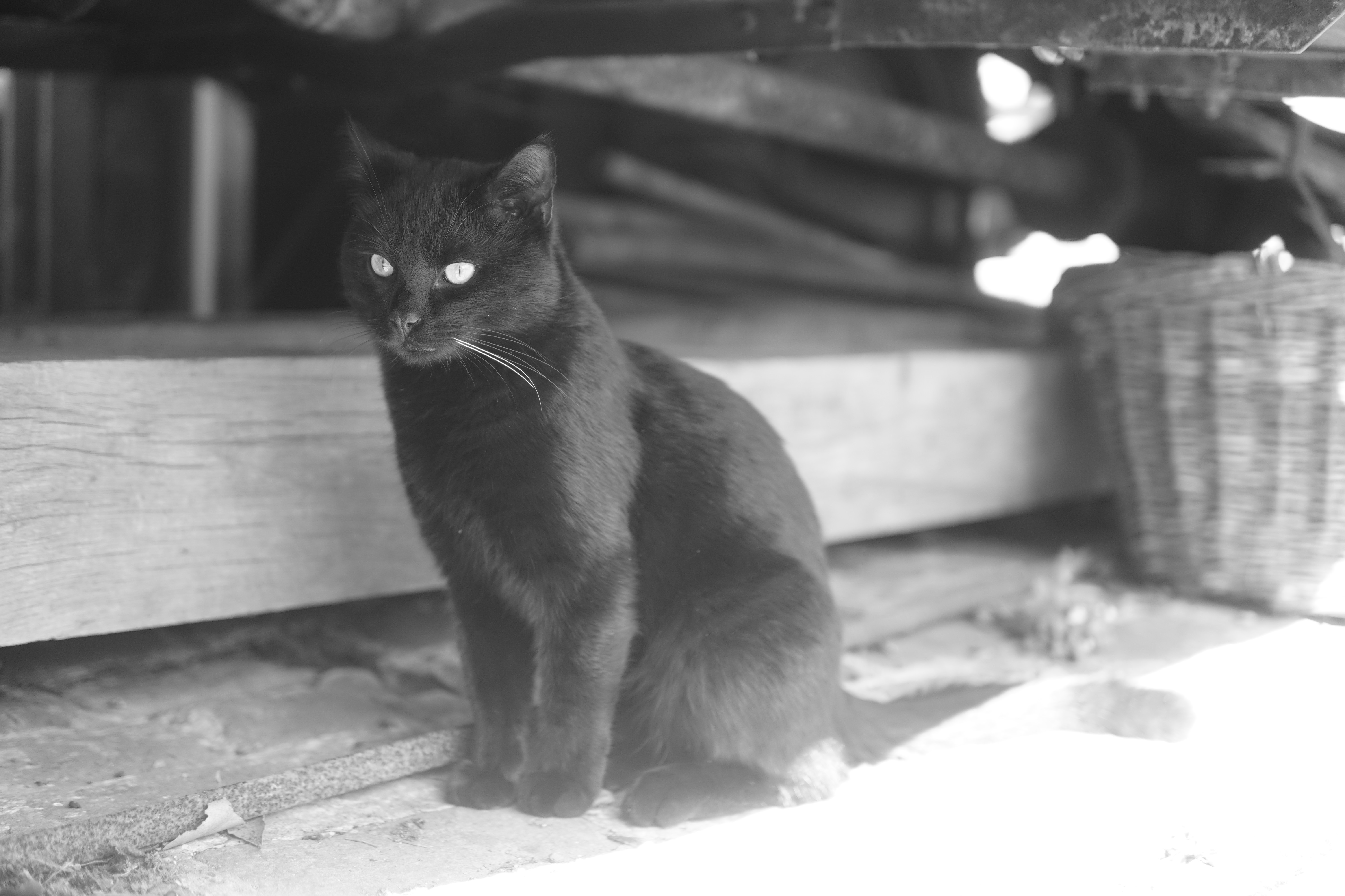 4K, feline, black cats, farm, looking away, monochrome, cats HD Wallpaper