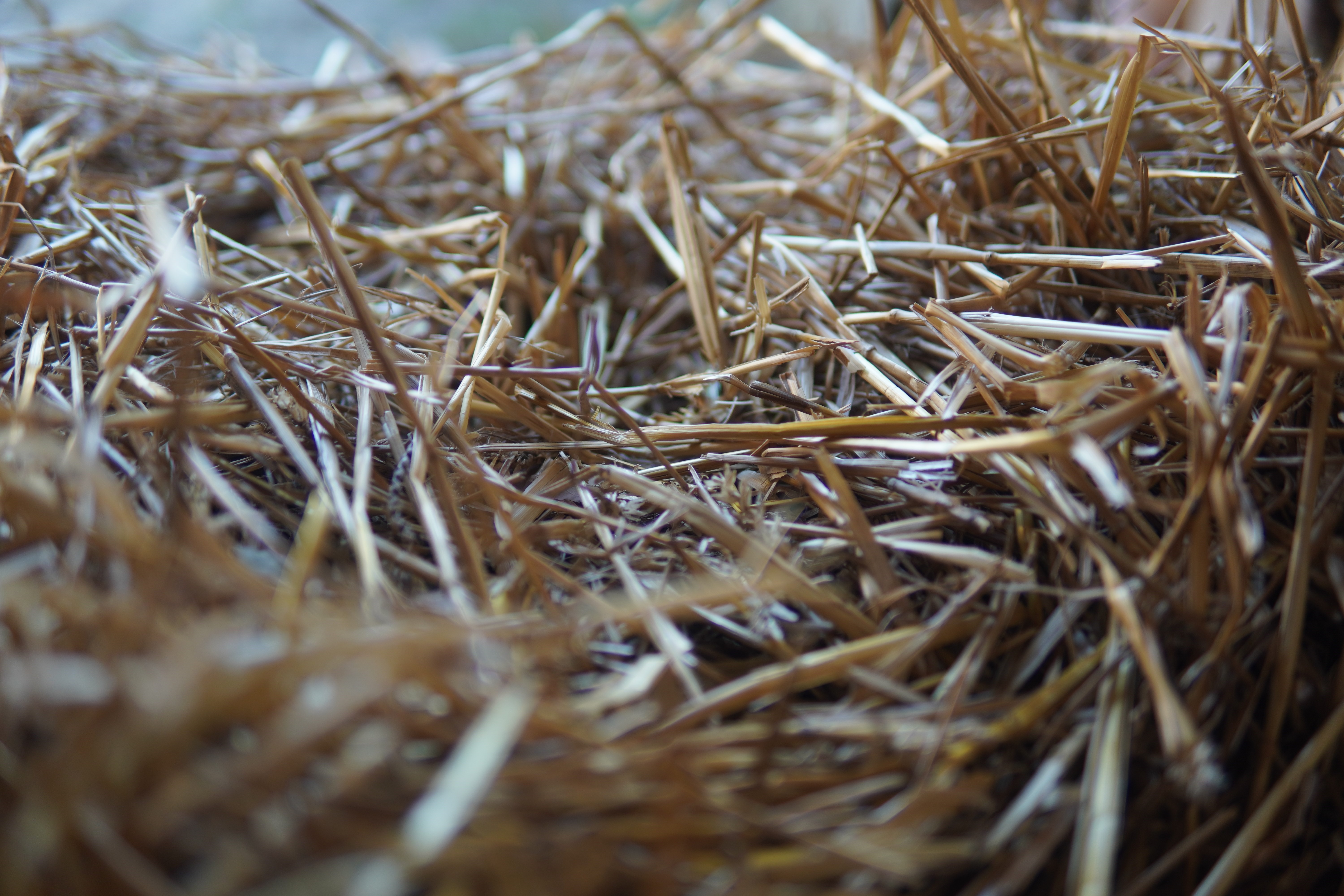 4K, nature, nests, straw HD Wallpaper