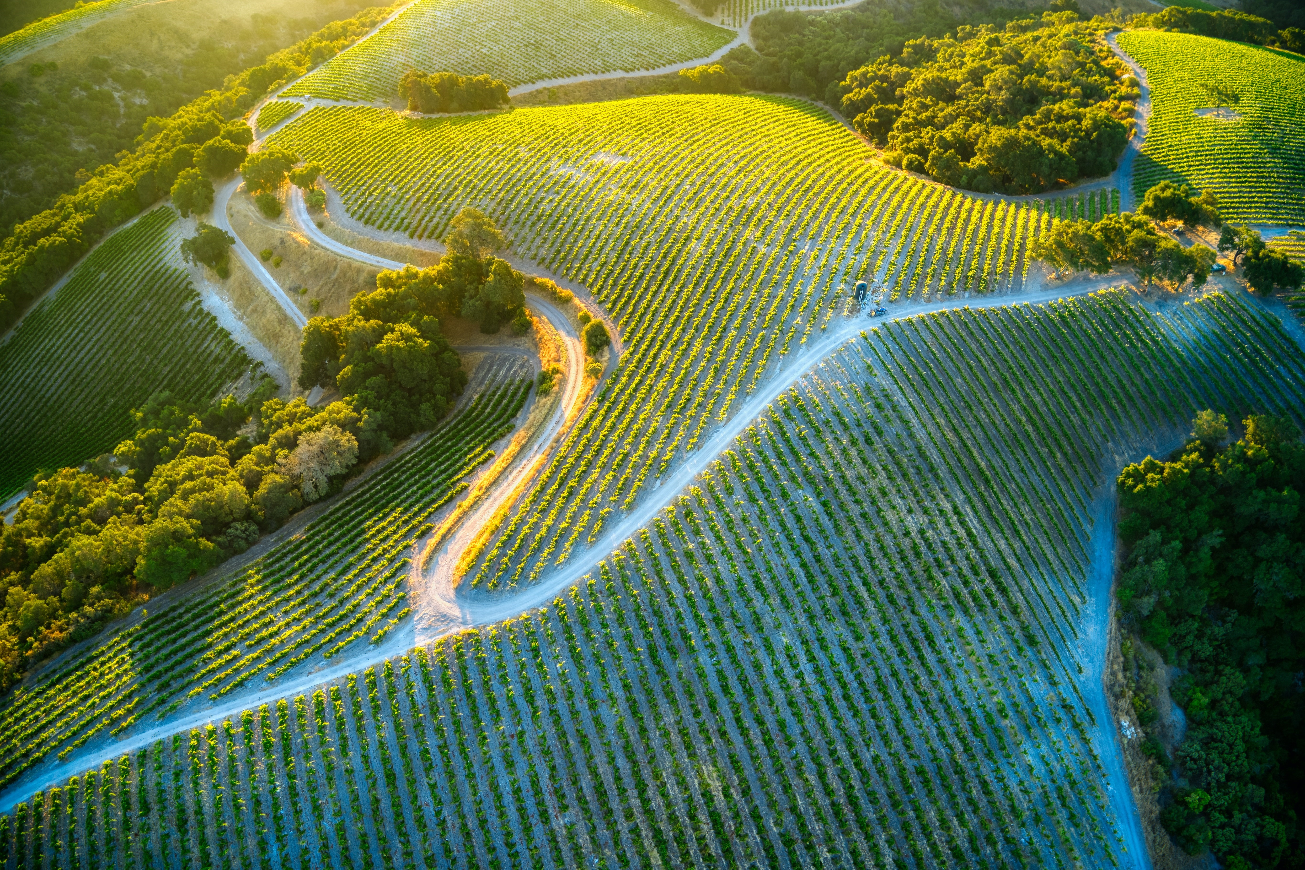 4K, aerial view, sunrise, vineyard, landscape HD Wallpaper