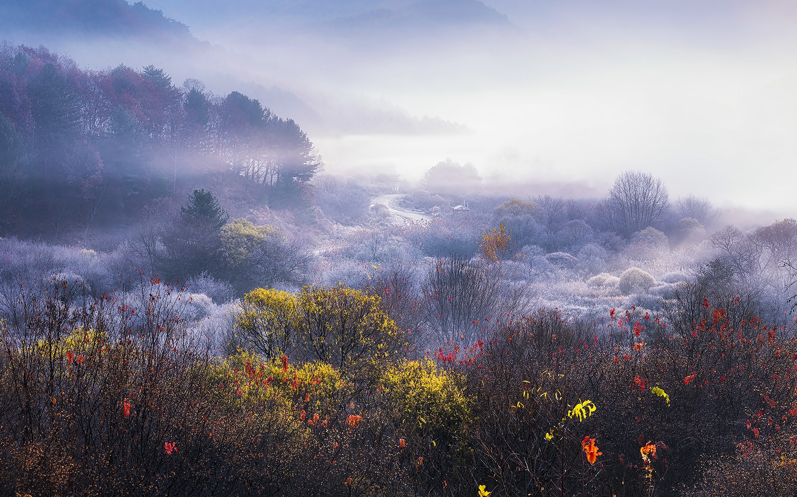 blue, trees, Tiger Seo, nature, sun rays, landscape, cold, mist, plants, fall HD Wallpaper