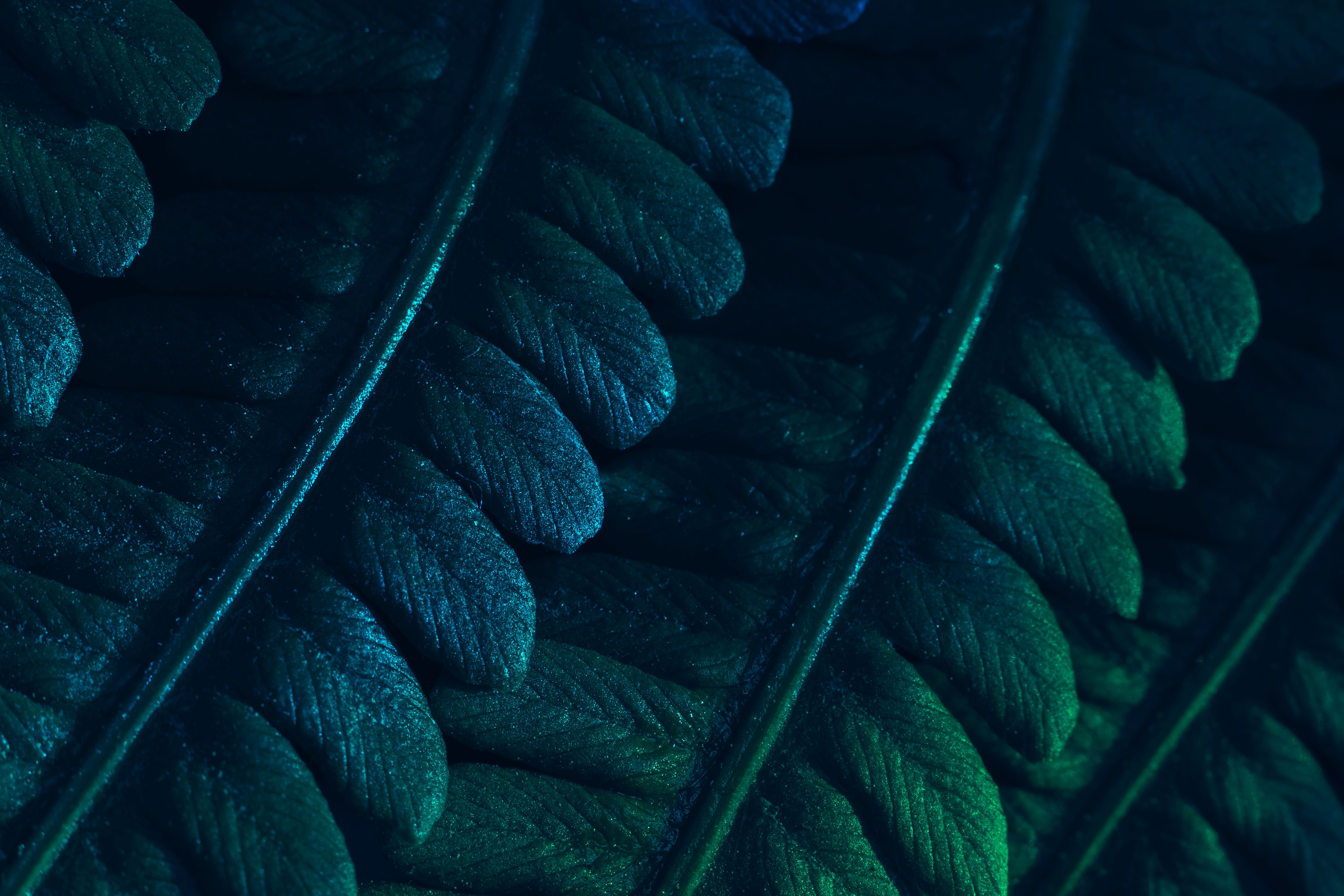 4K, photography, leaves, pattern, dark, minimalism, nature, texture, closeup, plants, fern, abstract, foliage, macro HD Wallpaper