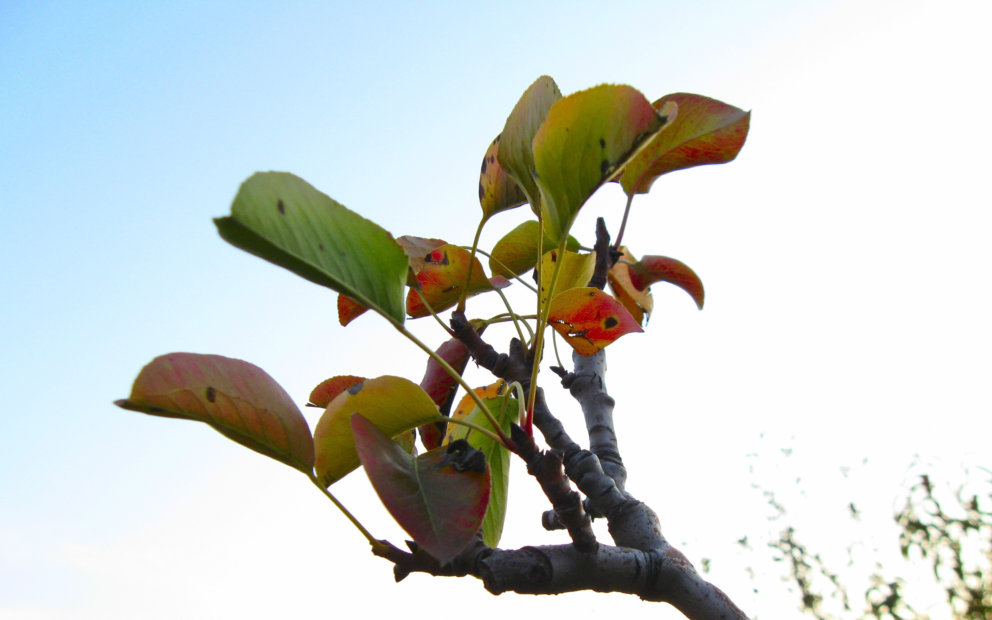 plants, trees, leaves, nature, apple tree HD Wallpaper