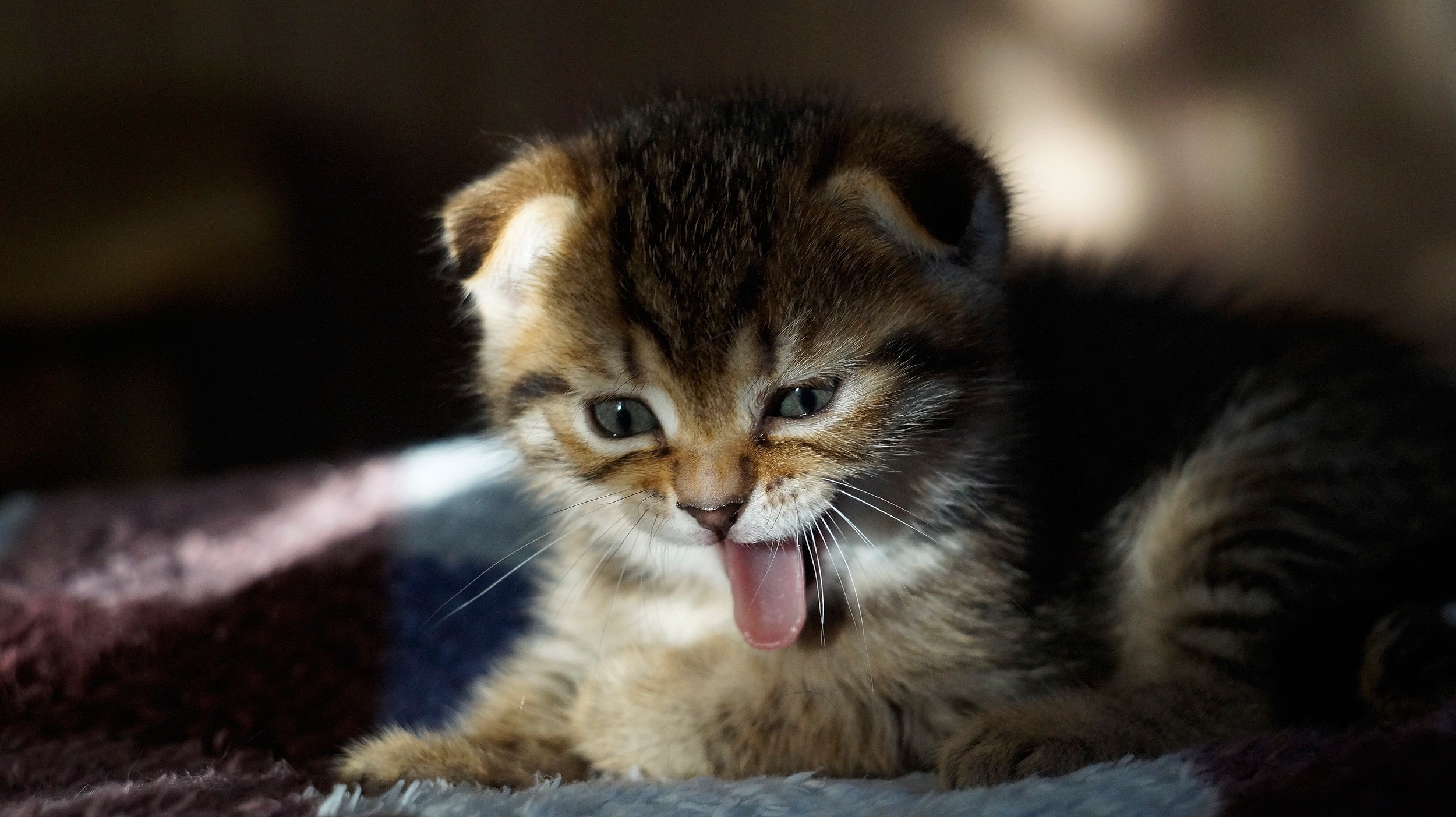 mammals, cats, kittens, tongue out, feline, tongues, animals HD Wallpaper