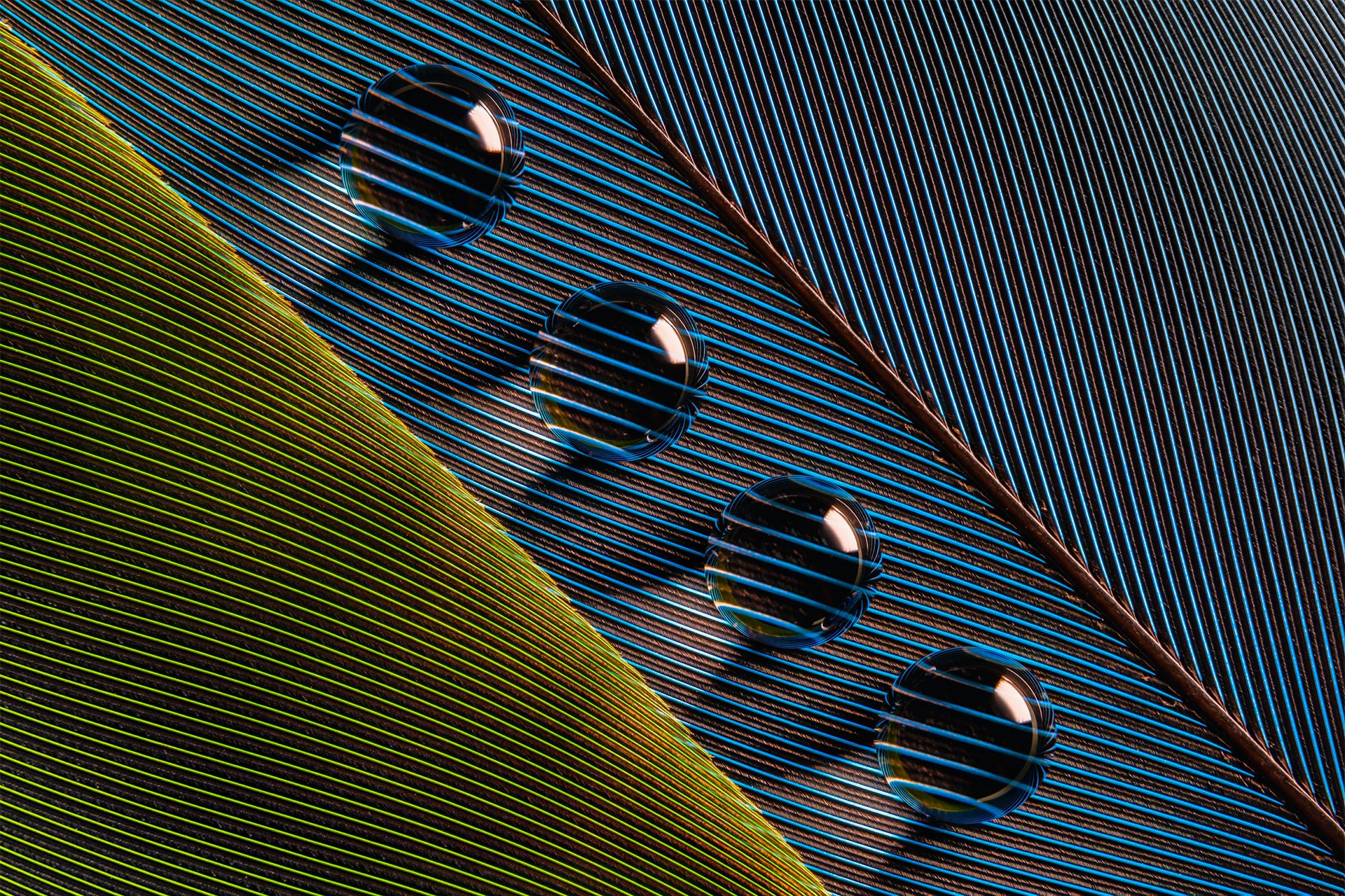 macro, lines, Bruno Militelli, closeup, shadow, photography, water drops, leaves HD Wallpaper