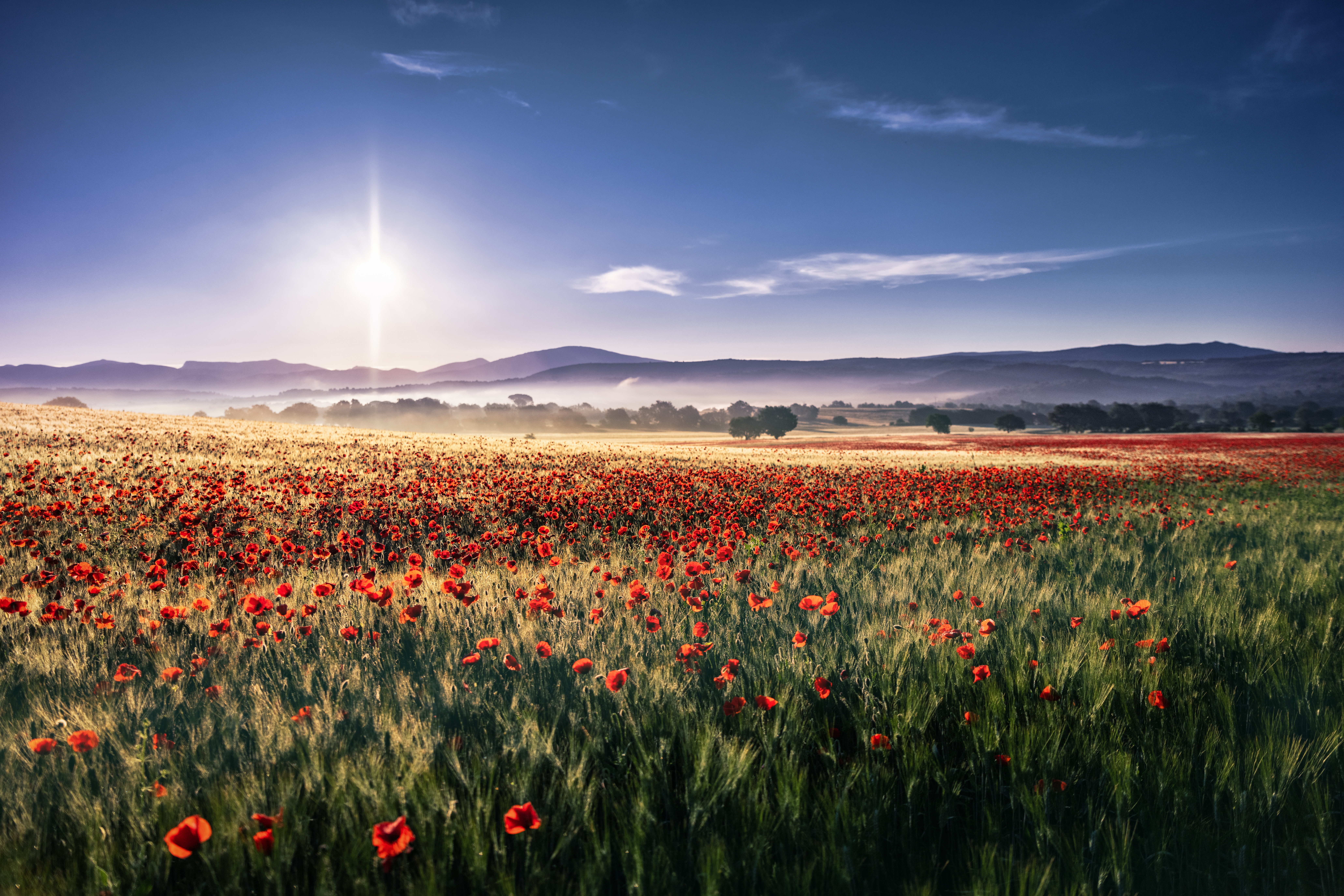 Field of Red Poppies at Sunrise HD Wallpaper