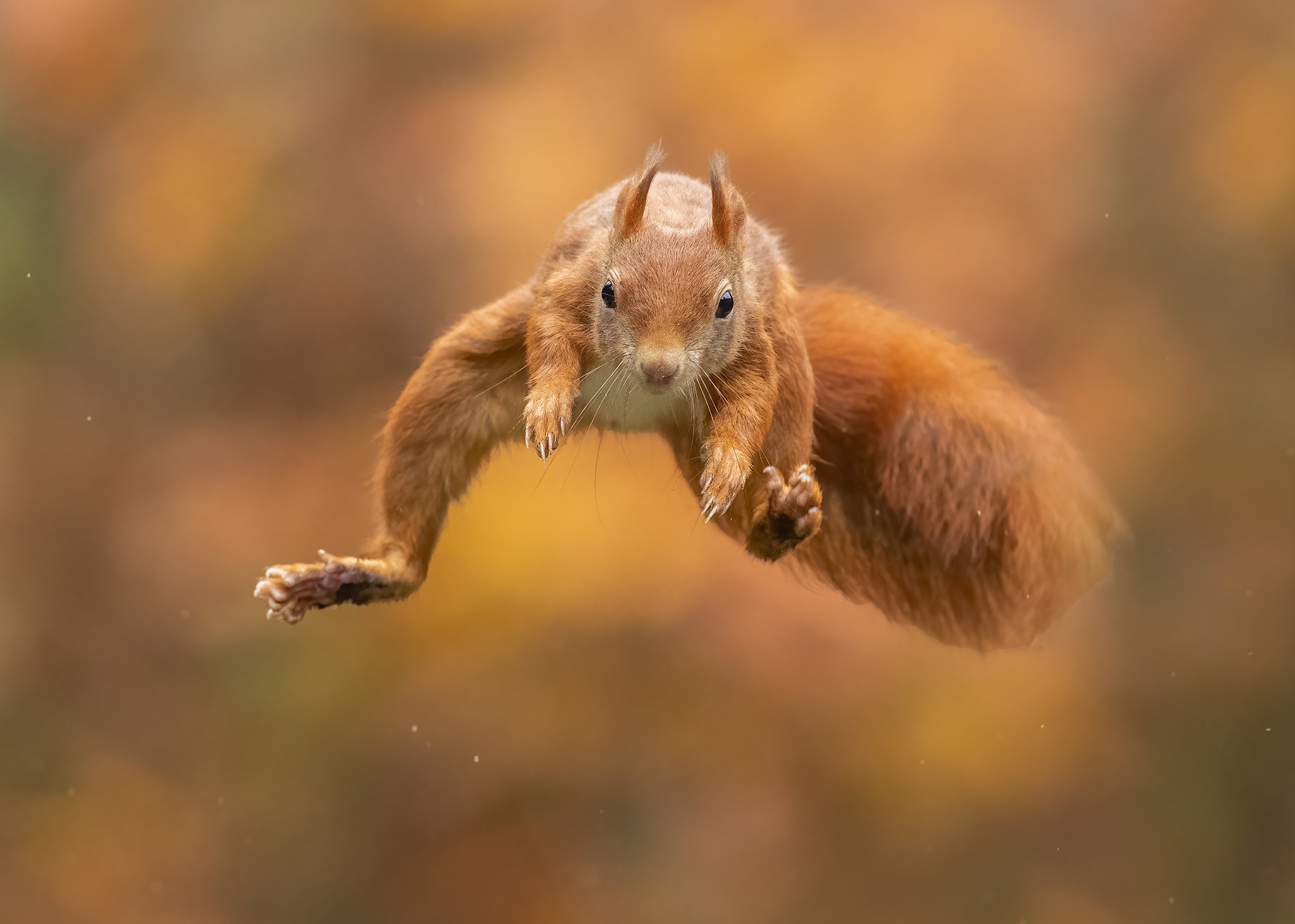 Red squirrel in mid-air jump HD Wallpaper