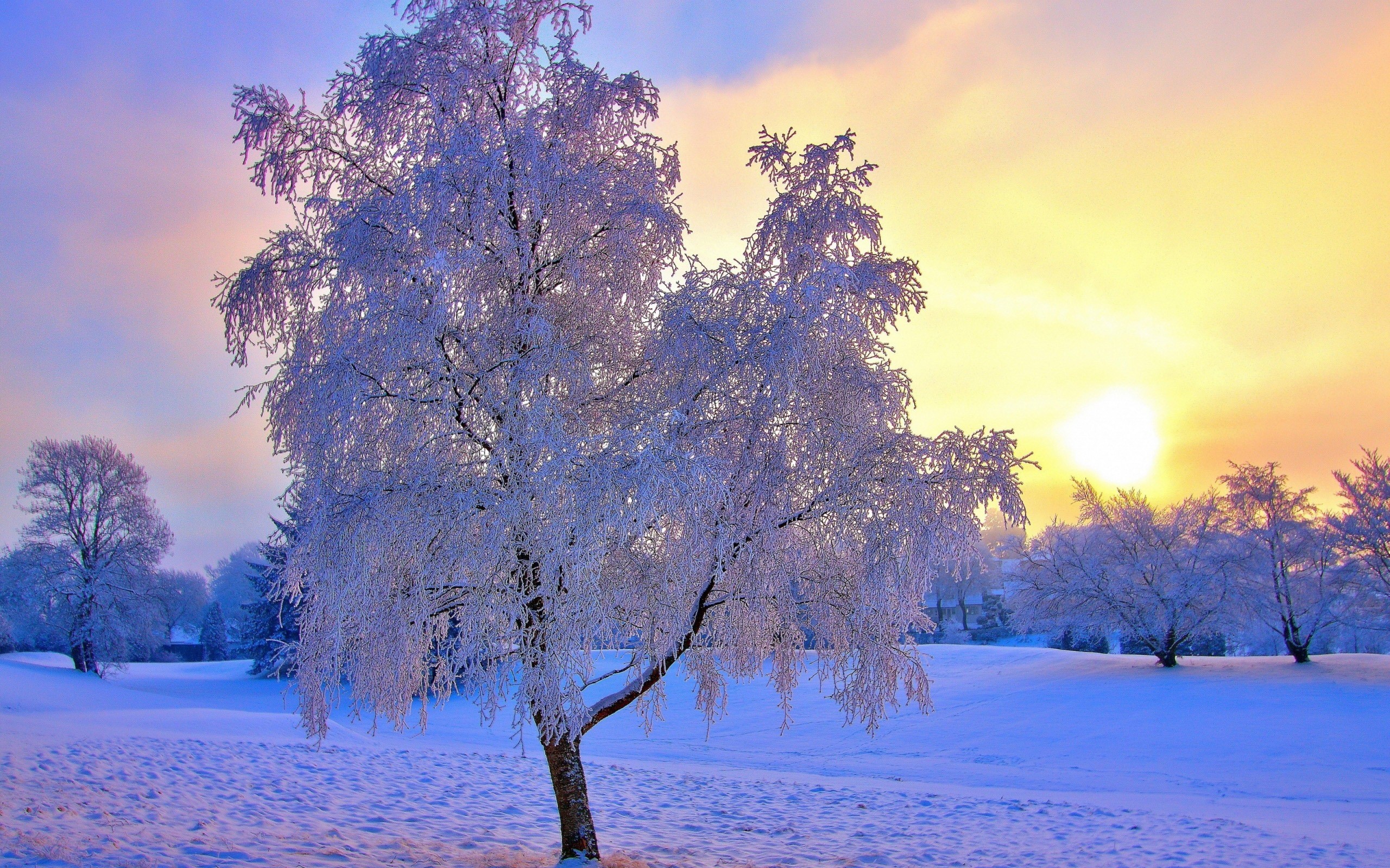 cold, snow, nature HD Wallpaper