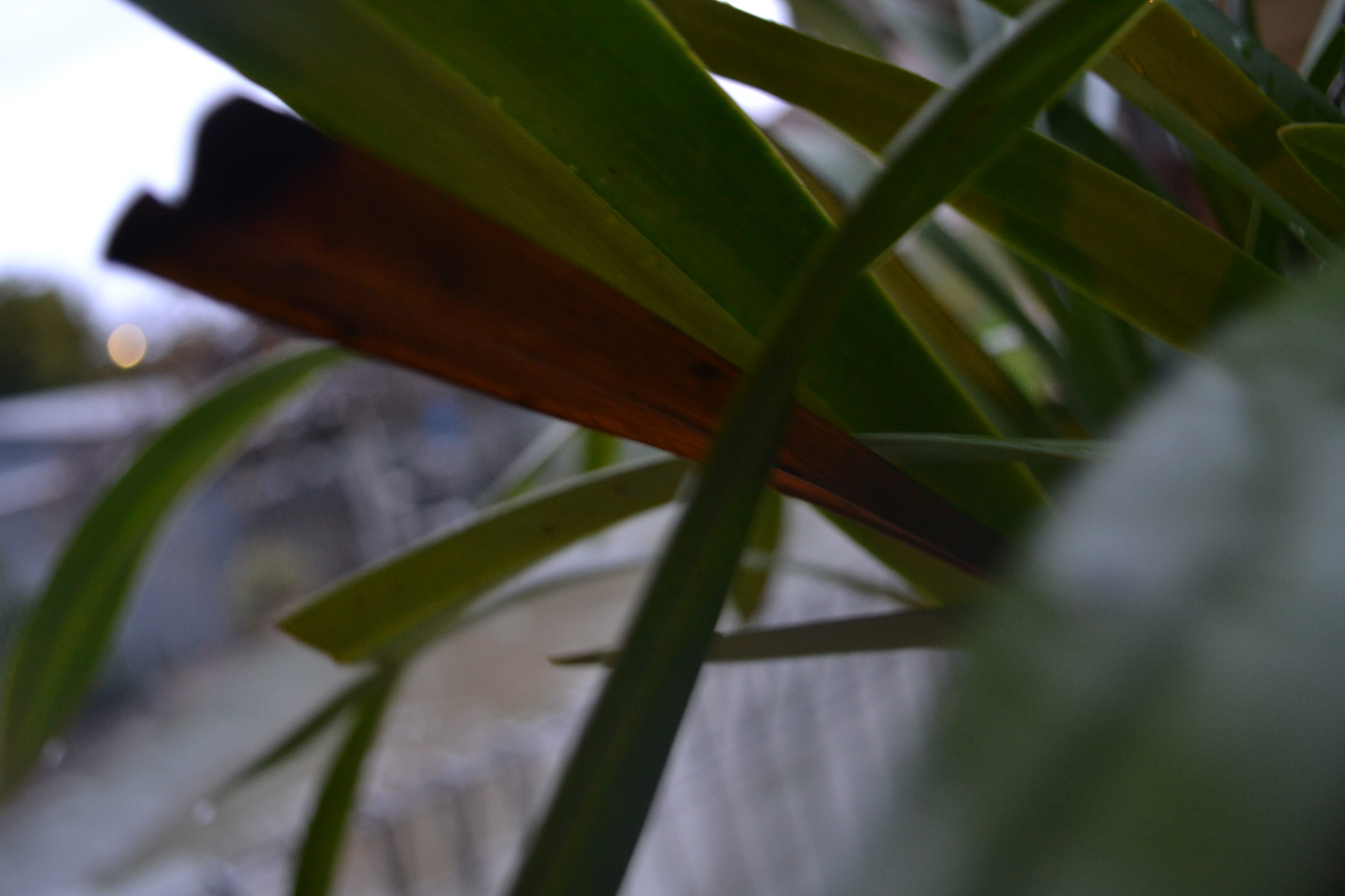 4K, wet, nature, plants HD Wallpaper
